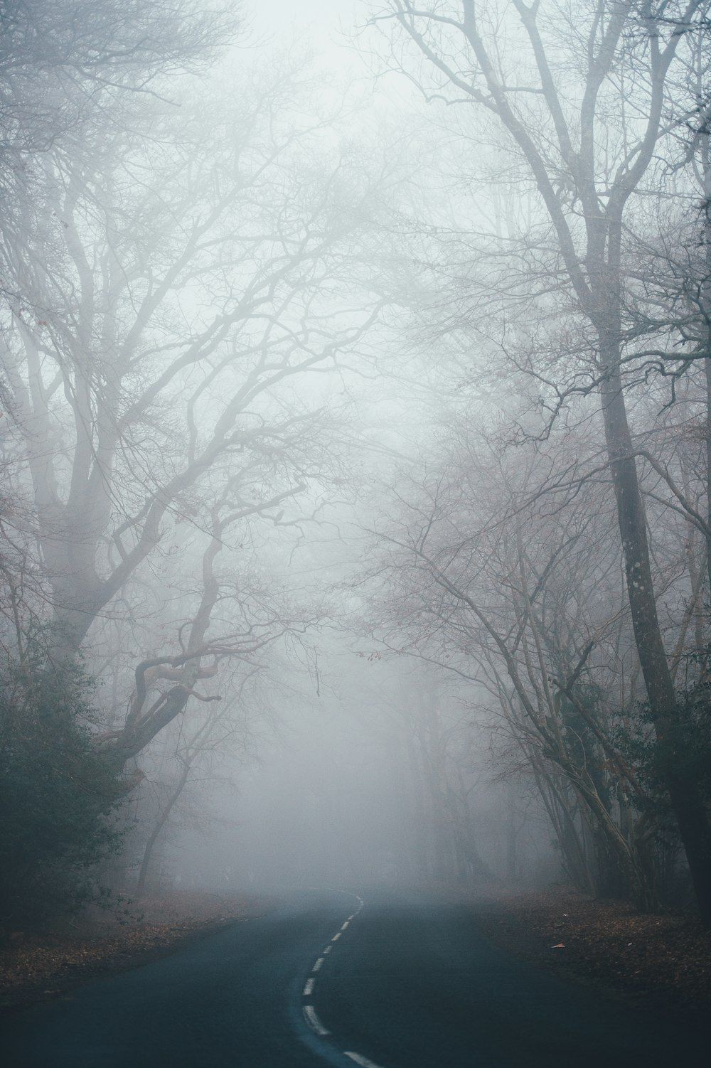 1000x1502 Fog Road Picture. Download Free