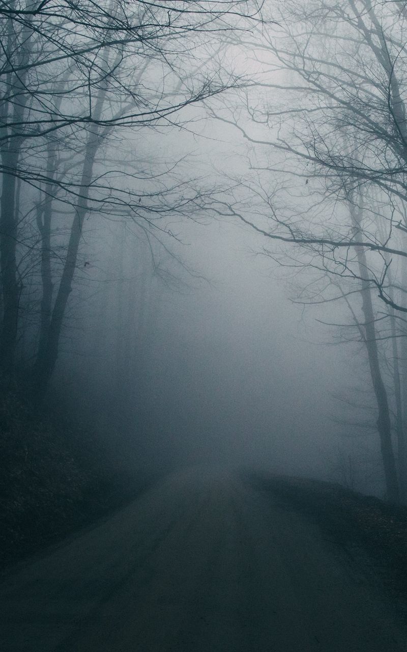800x1280 Wallpaper trees dark gloomy fog road