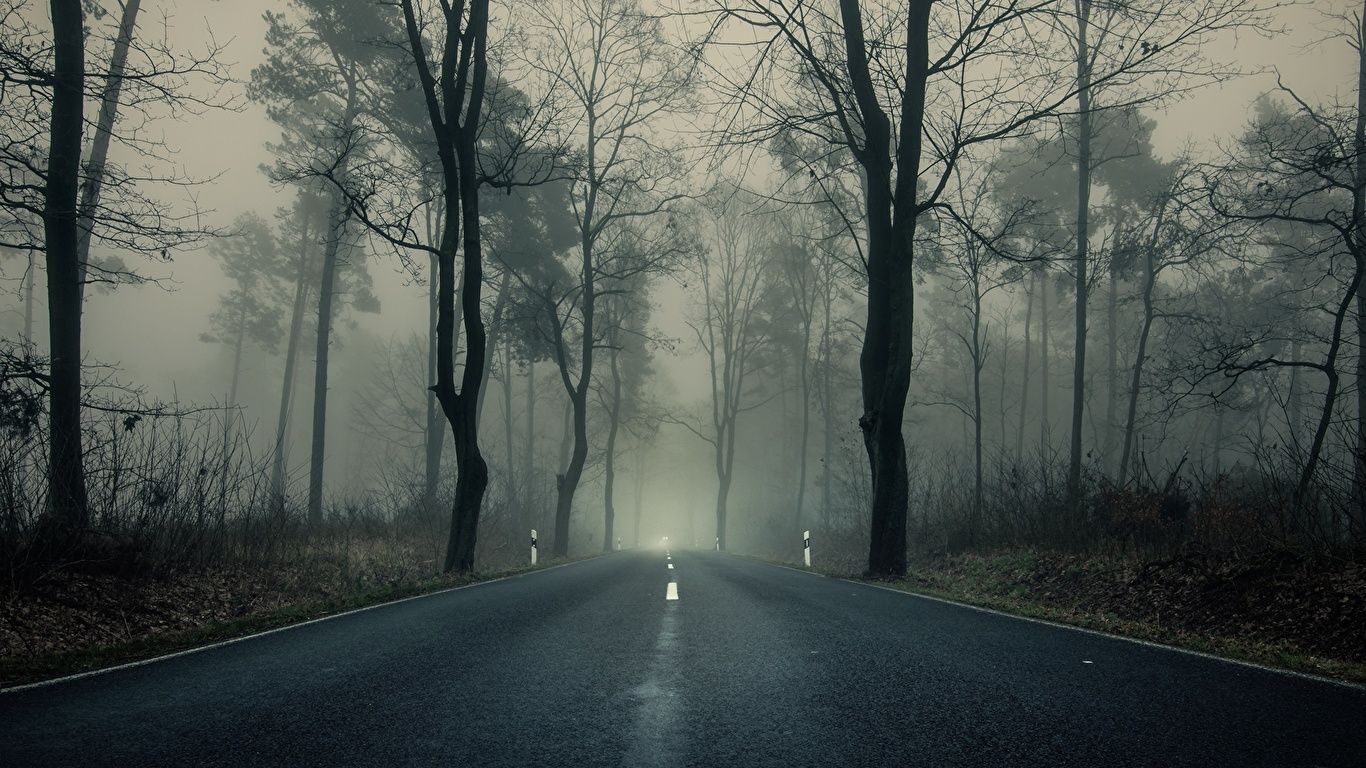 1366x768 Forests Asphalt Trees 1366x768