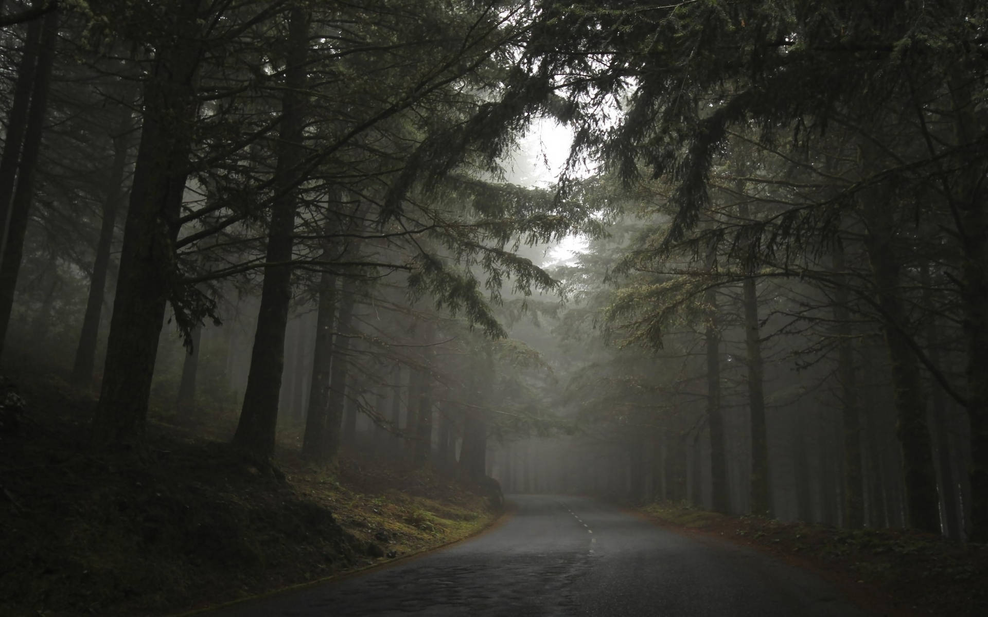 1920x1200 Dark Foggy Forest With Road Wallpaper