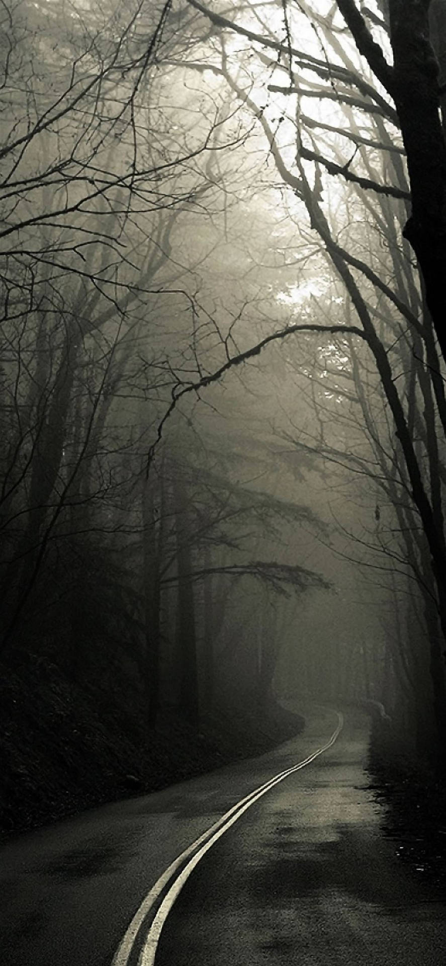 887x1920 Foggy Forest Road iPhone Dark Wallpaper