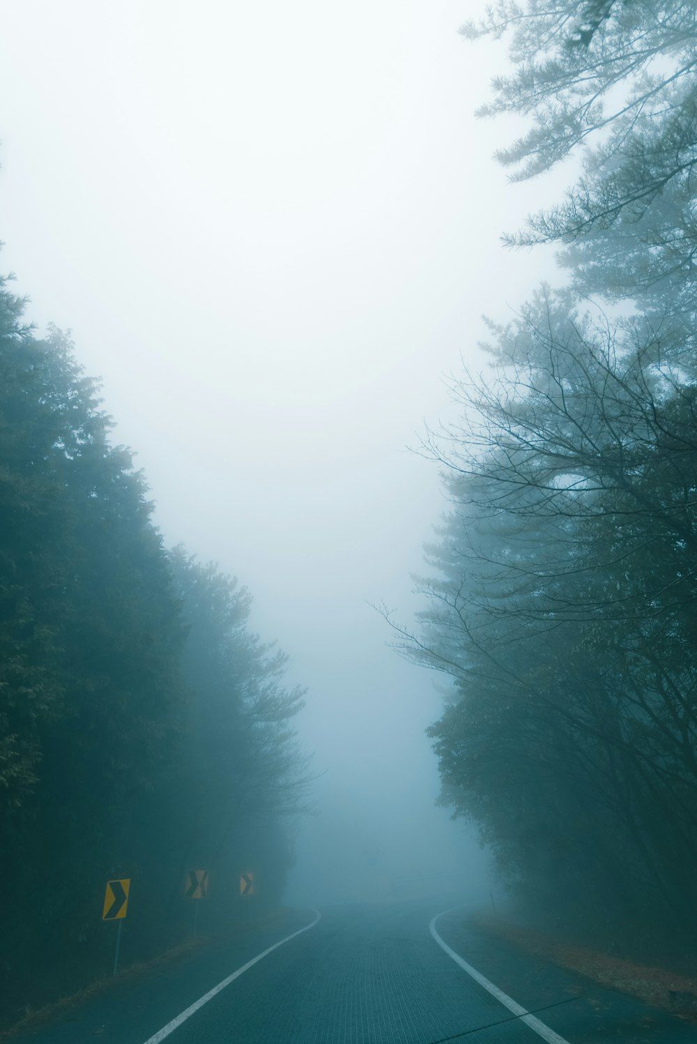 1000x1497 A foggy road in the middle of a forest