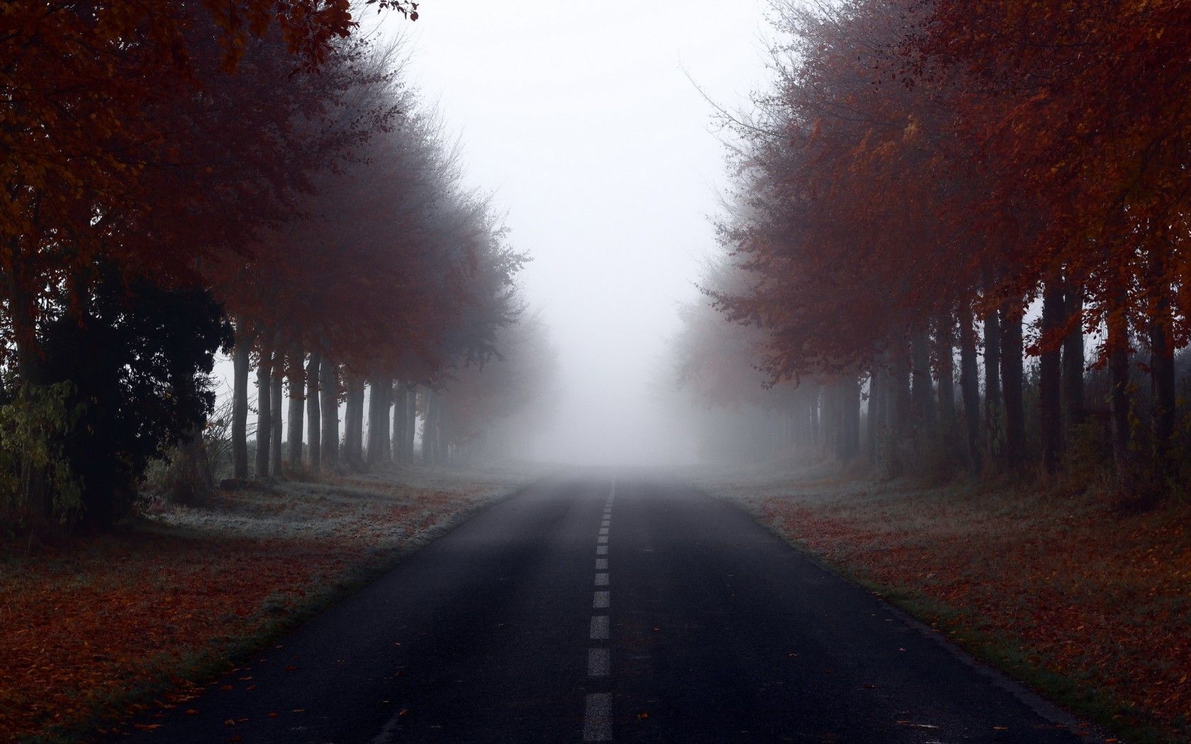1680x1050 Nature Fog Wallpaper