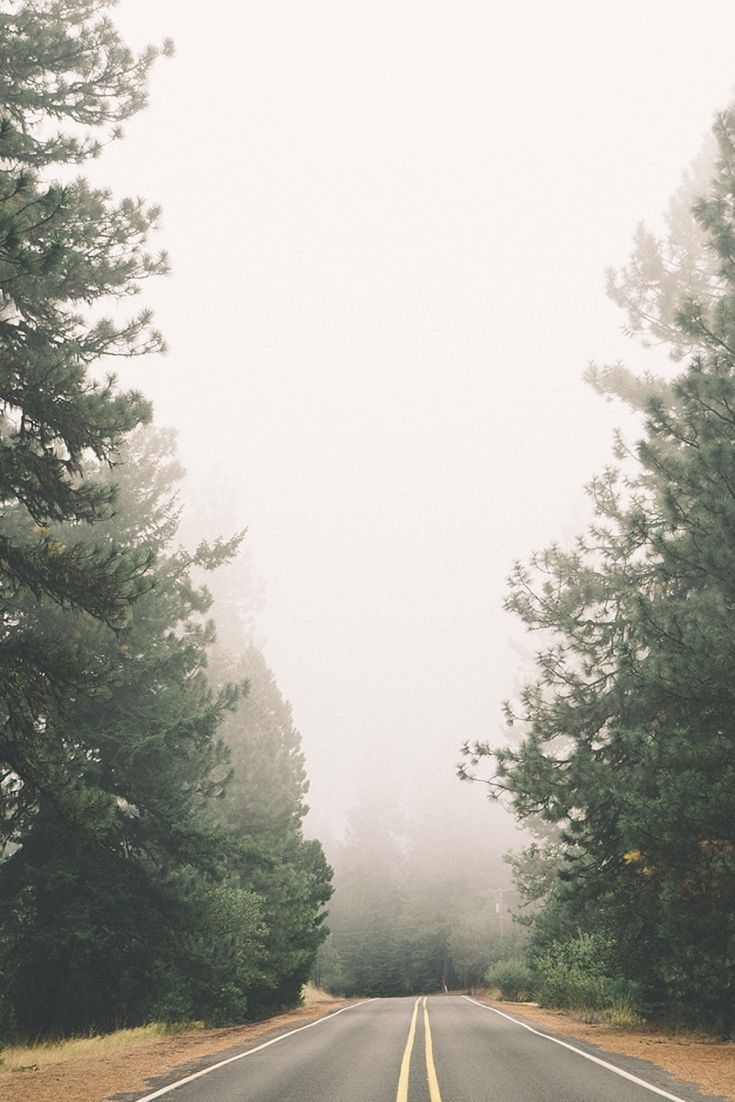 735x1102 Foggy Day Road Trees. Foggy, Misty
