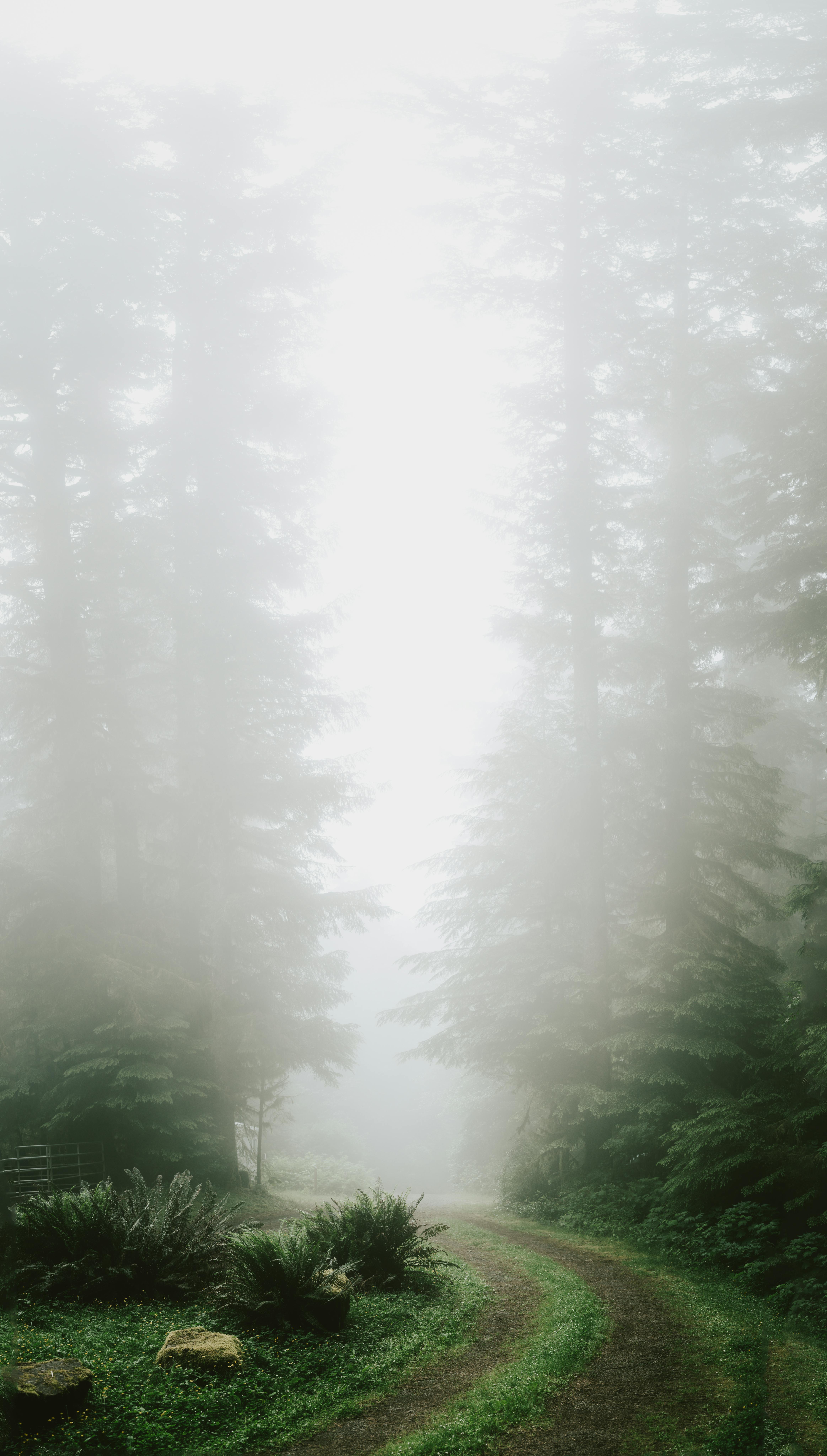 4654x8192 A Foggy Road · Free