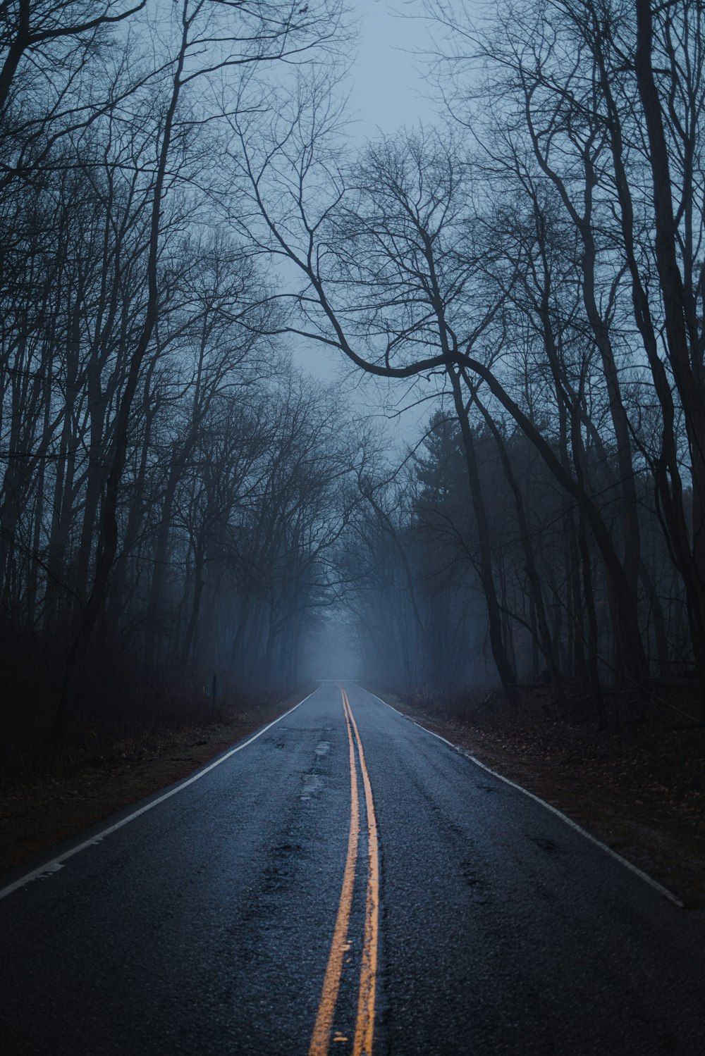 1000x1499 foggy forest photo