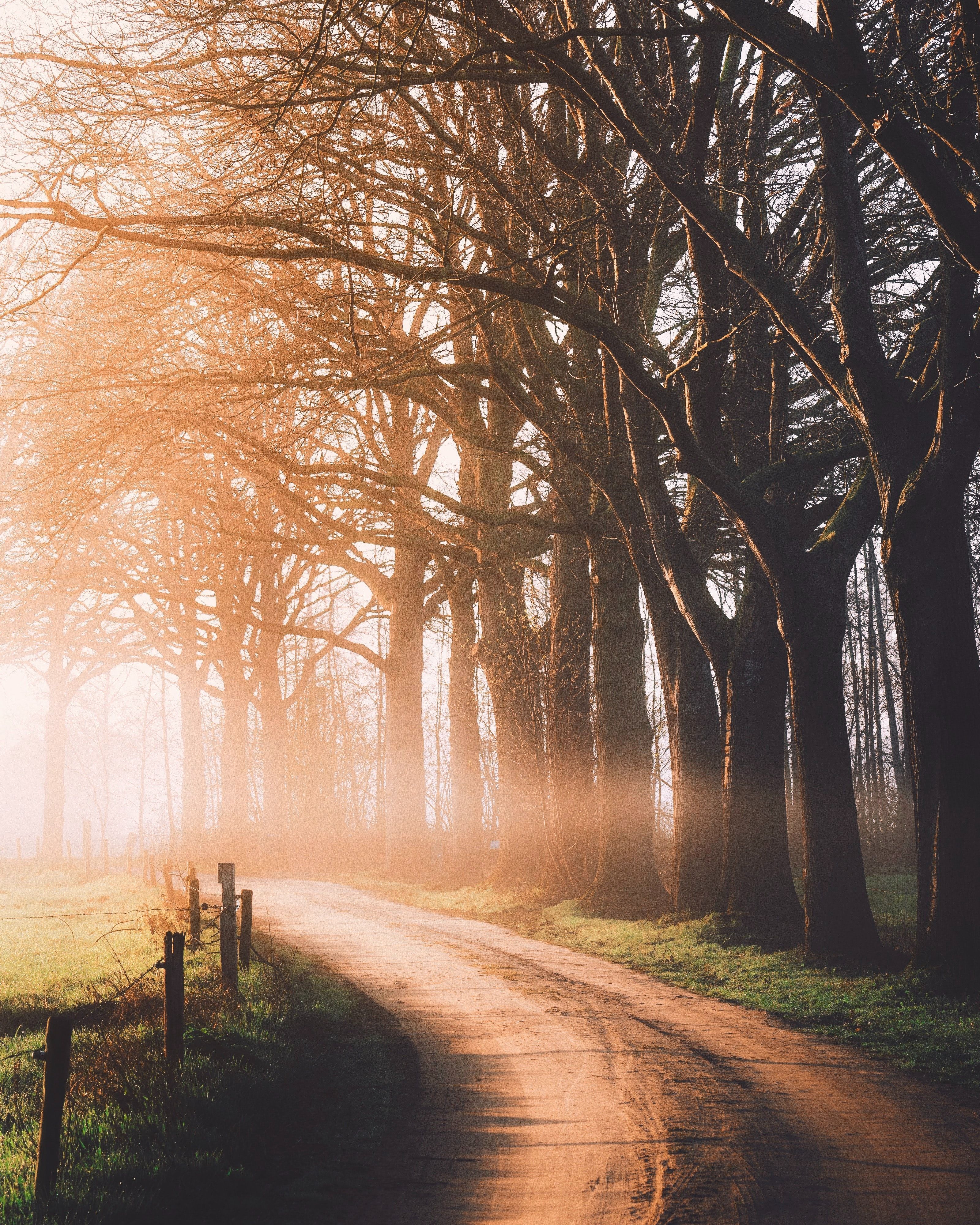 3200x4000 Autumn Wallpaper 4K, Dirt road