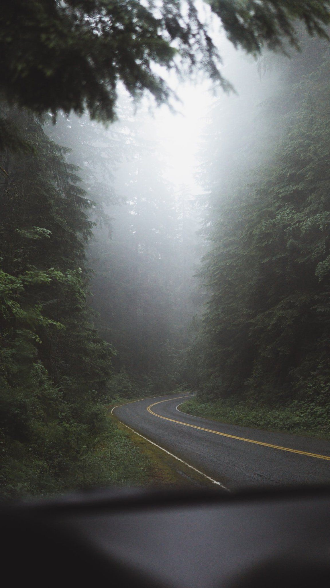 1152x2048 Foggy forest