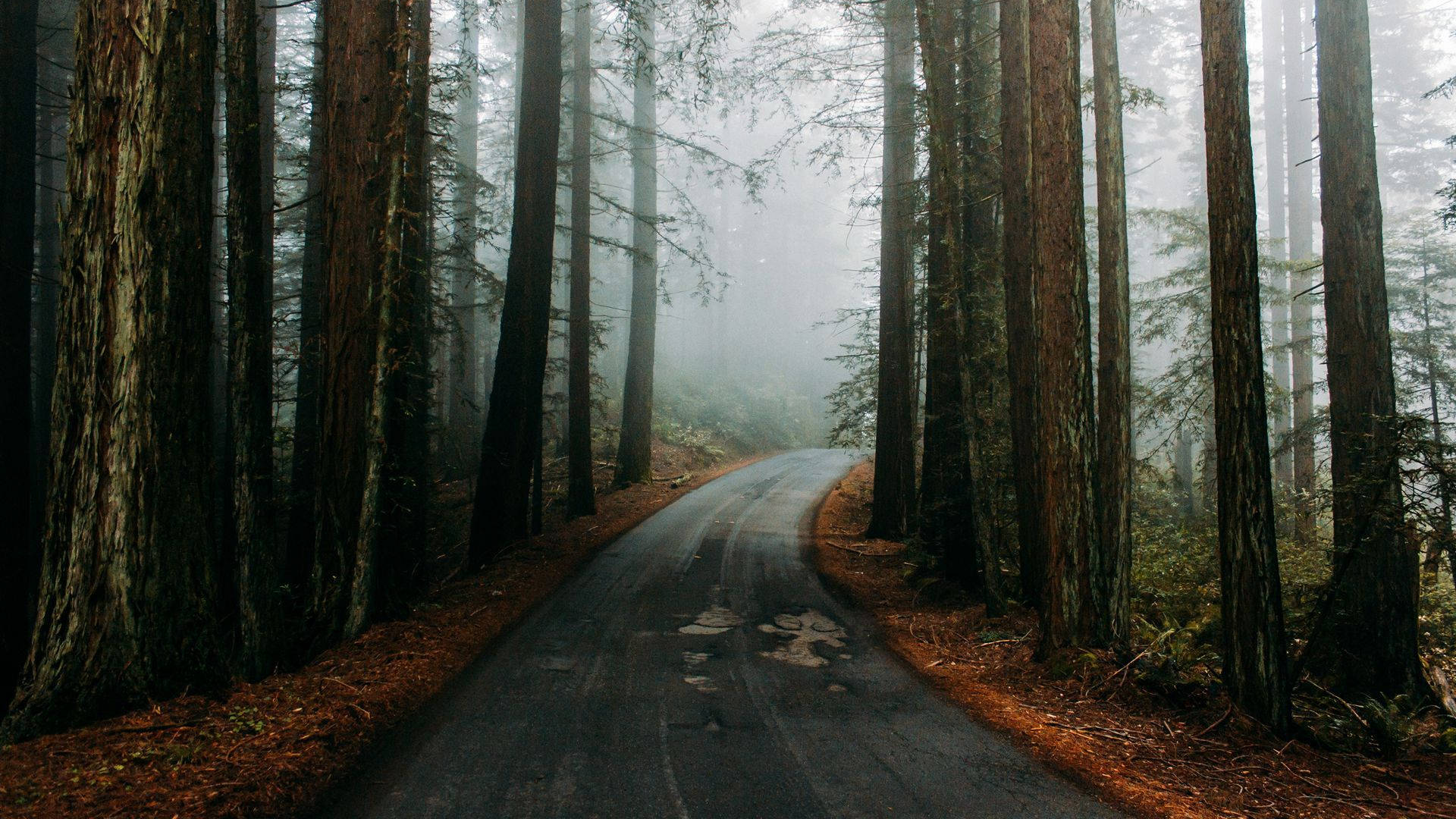 1920x1080 The Redwood Forest Wallpaper