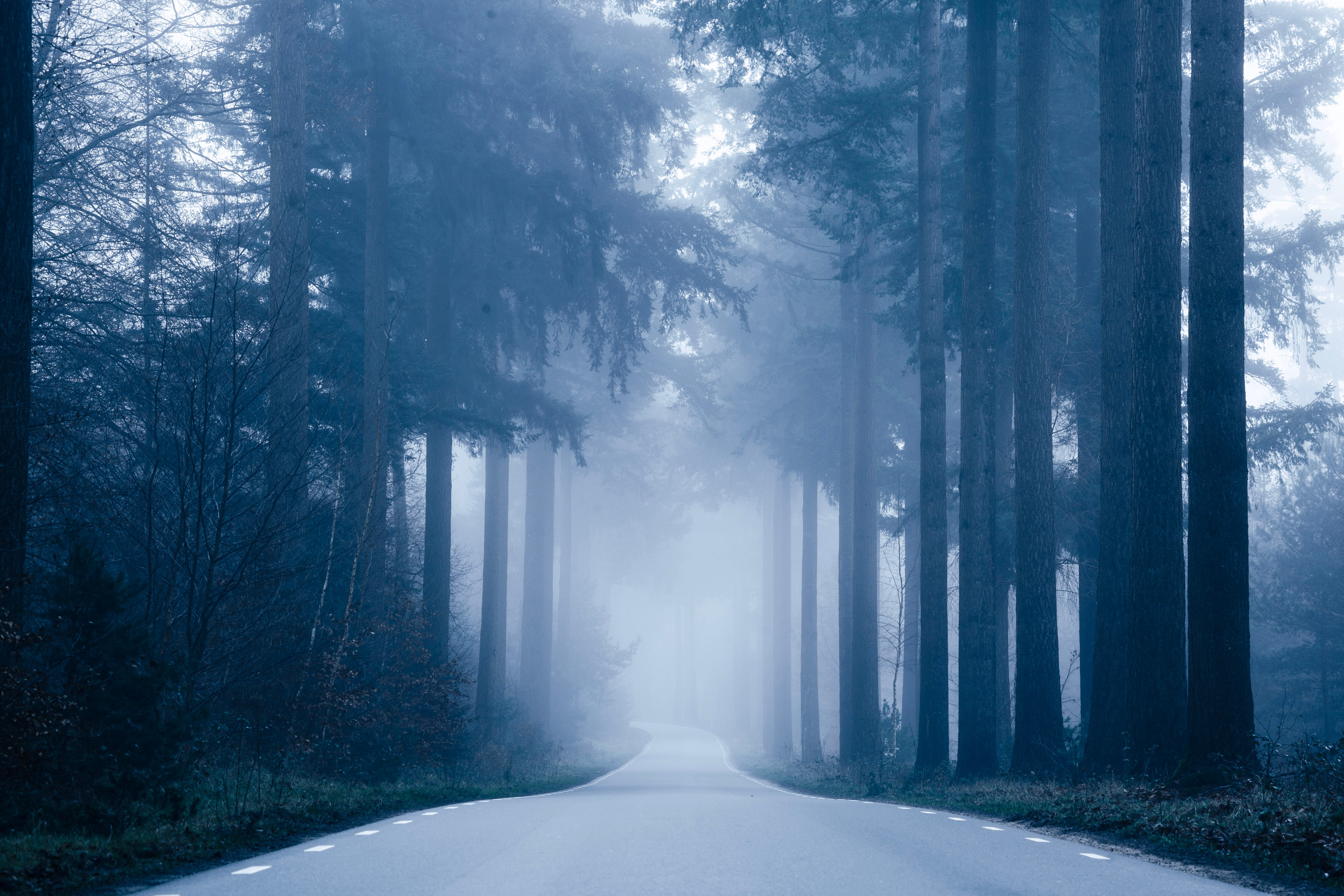 5760x3840 Foggy Road Inbetween the Forest · Free