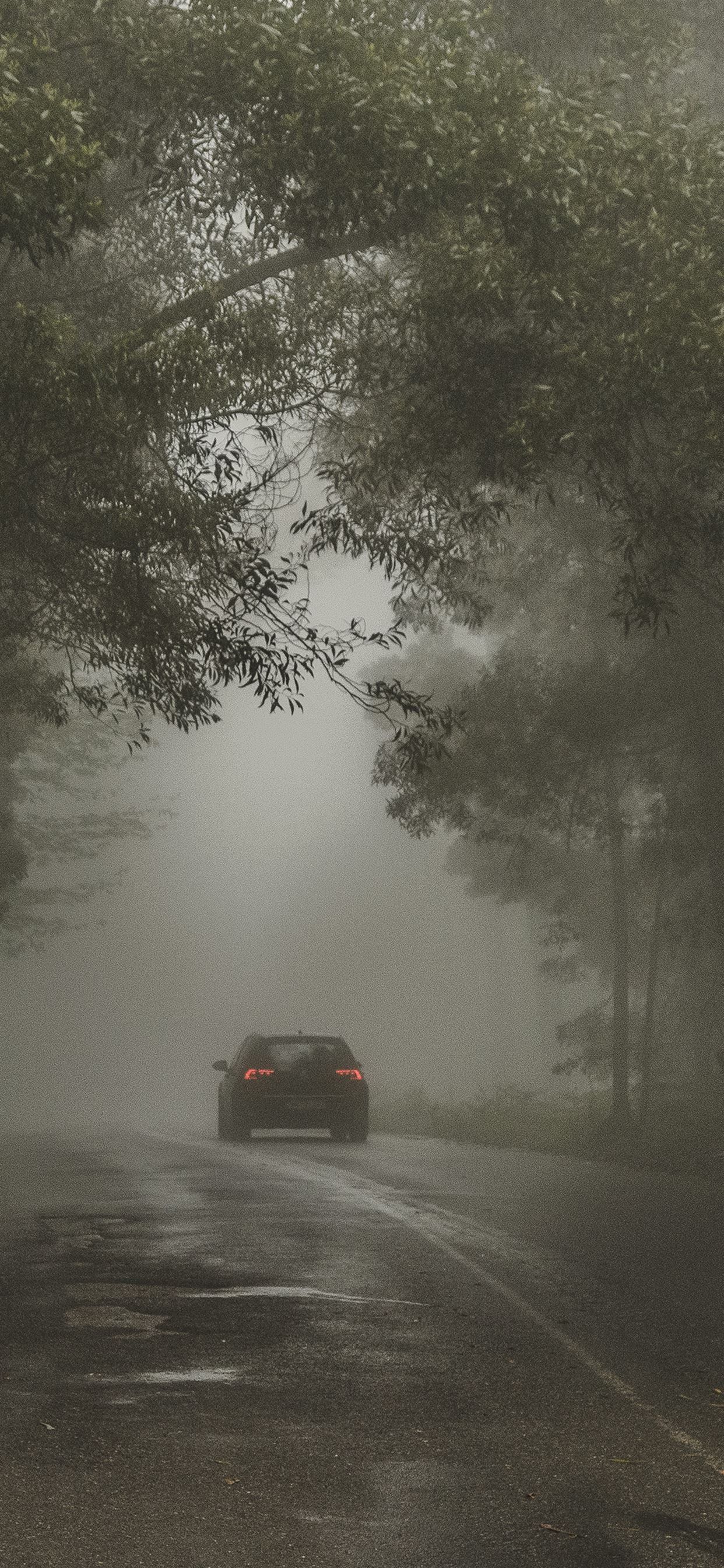 1242x2688 Foggy road Wallpaper Download