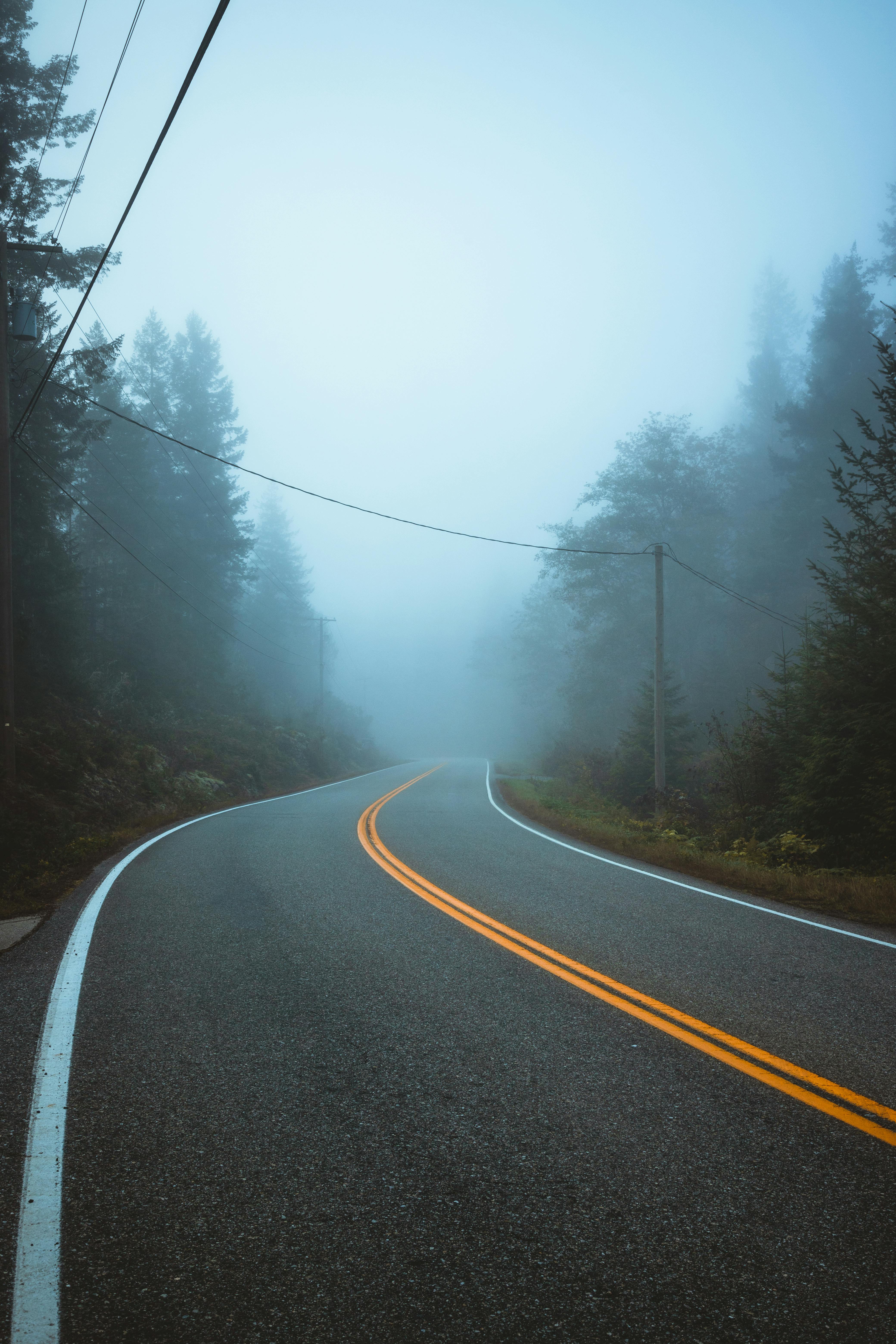 4160x6240 Foggy Road Between Trees · Free