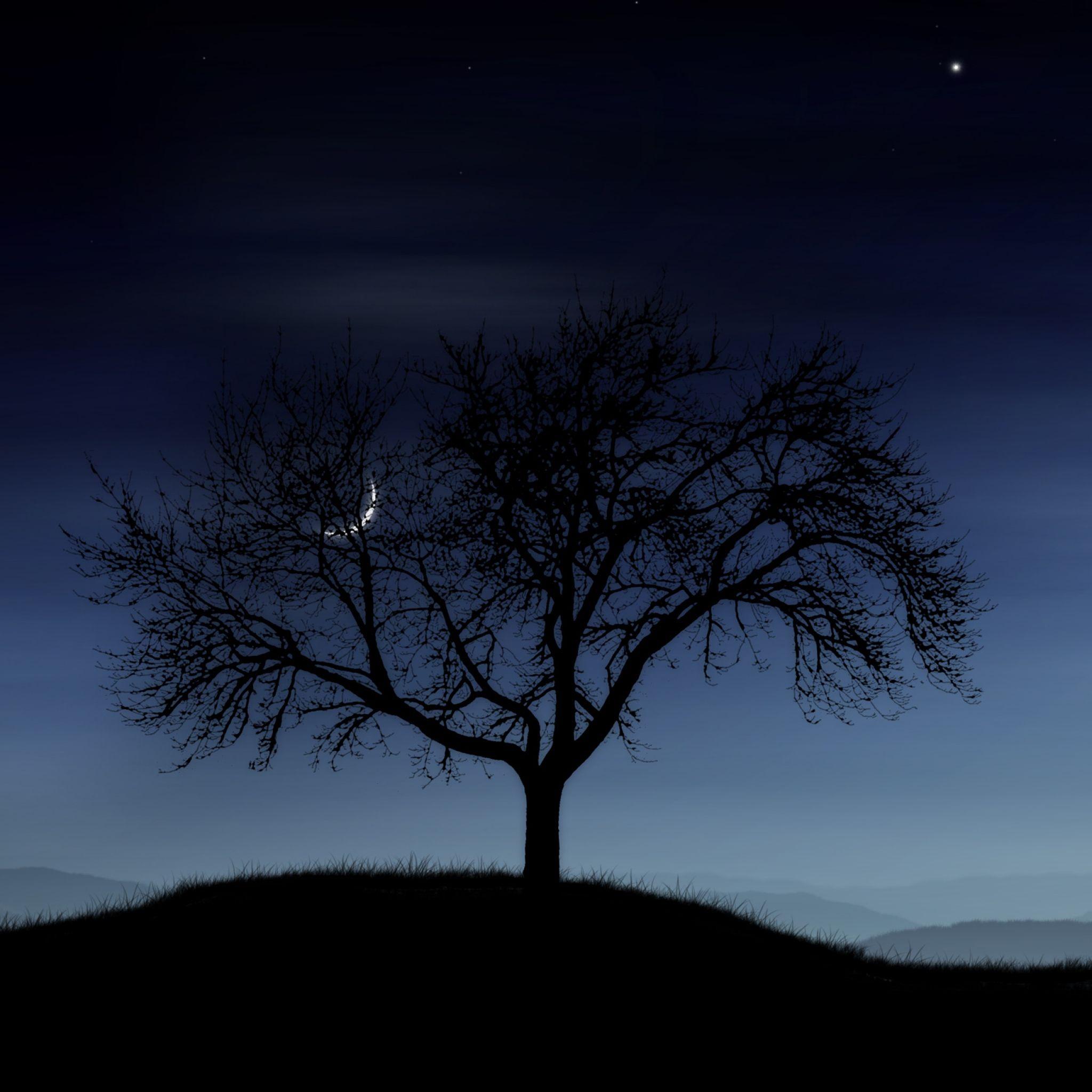 Ночью деревья спят. Дерево ночью. Ночное дерево. Дерево ночью вблизи. Силуэт дерева ночью.