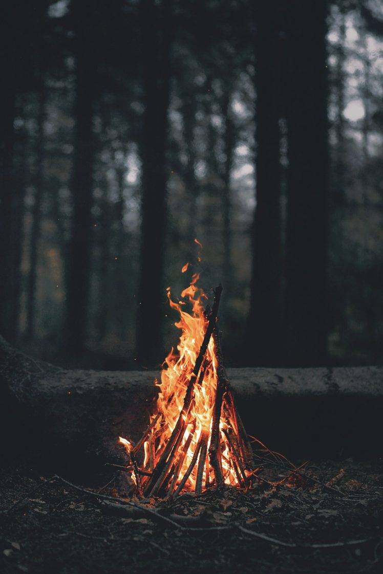 748x1122 portrait Display, Nature, Trees, Forest, Fire, Wood, Leaves