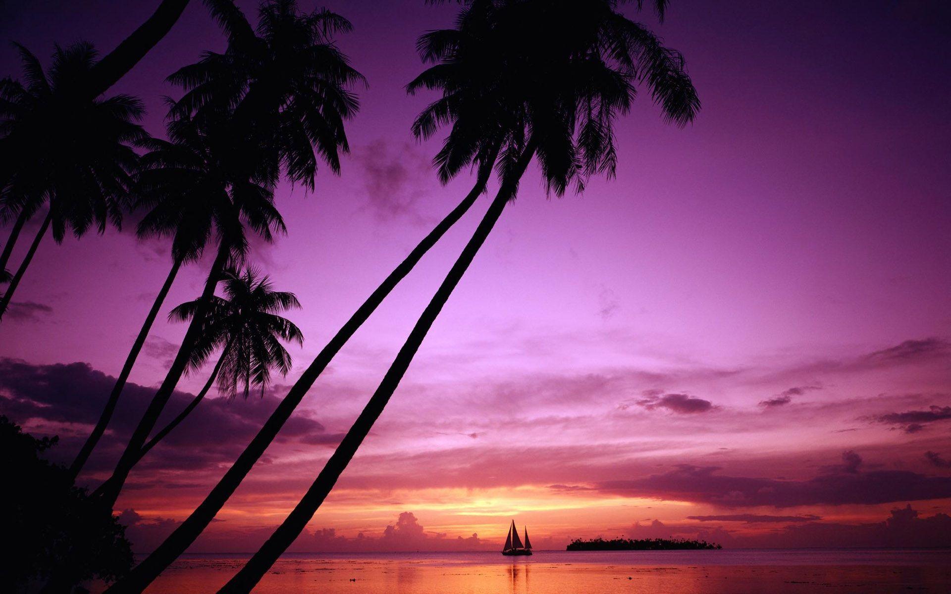 1920x1200 Wallpaper Sunset palm tree silhouette 1920x1200 HD Picture, Image