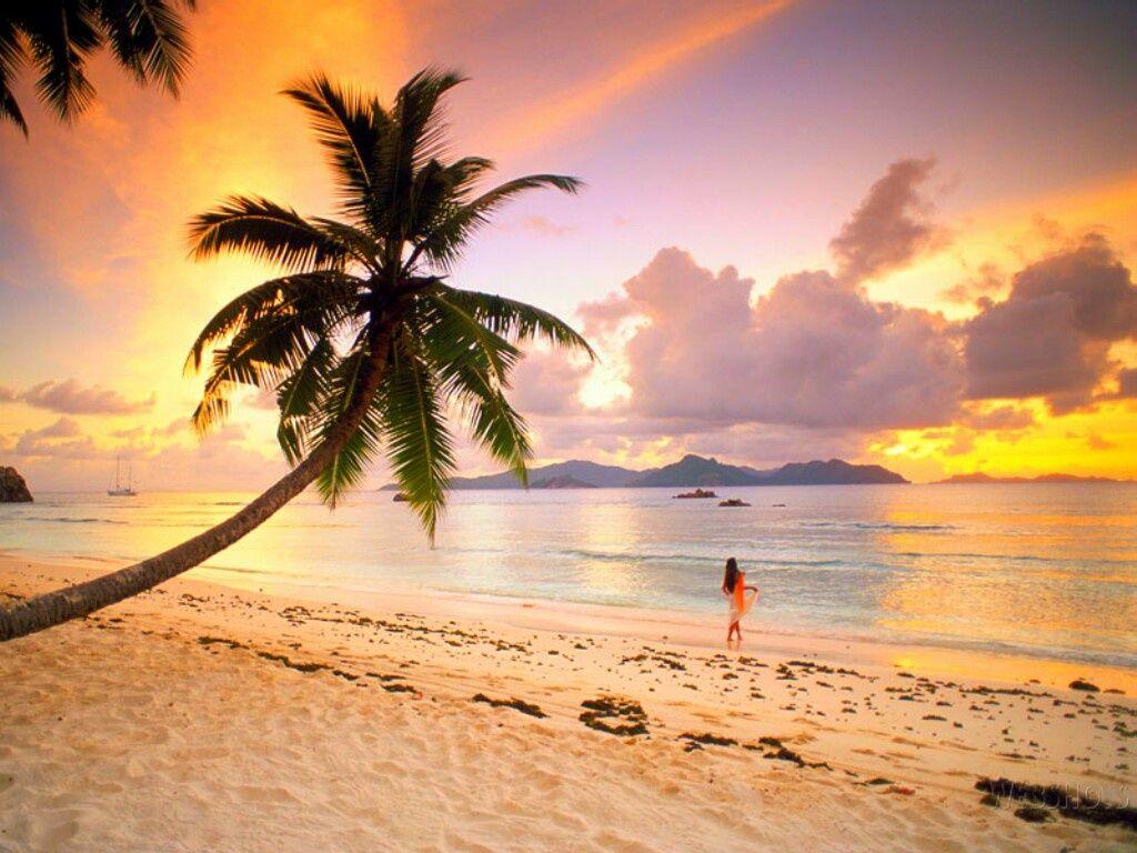 1024x768 Palm Beach desktop PC and Mac wallpaper