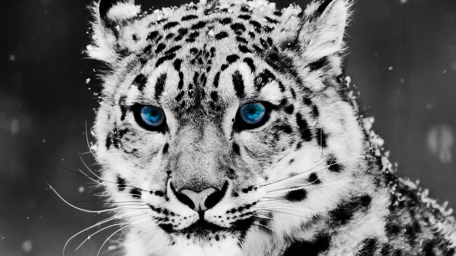 Super Cool Animal Wallpapers Top Free Super Cool Animal Backgrounds Wallpaperaccess