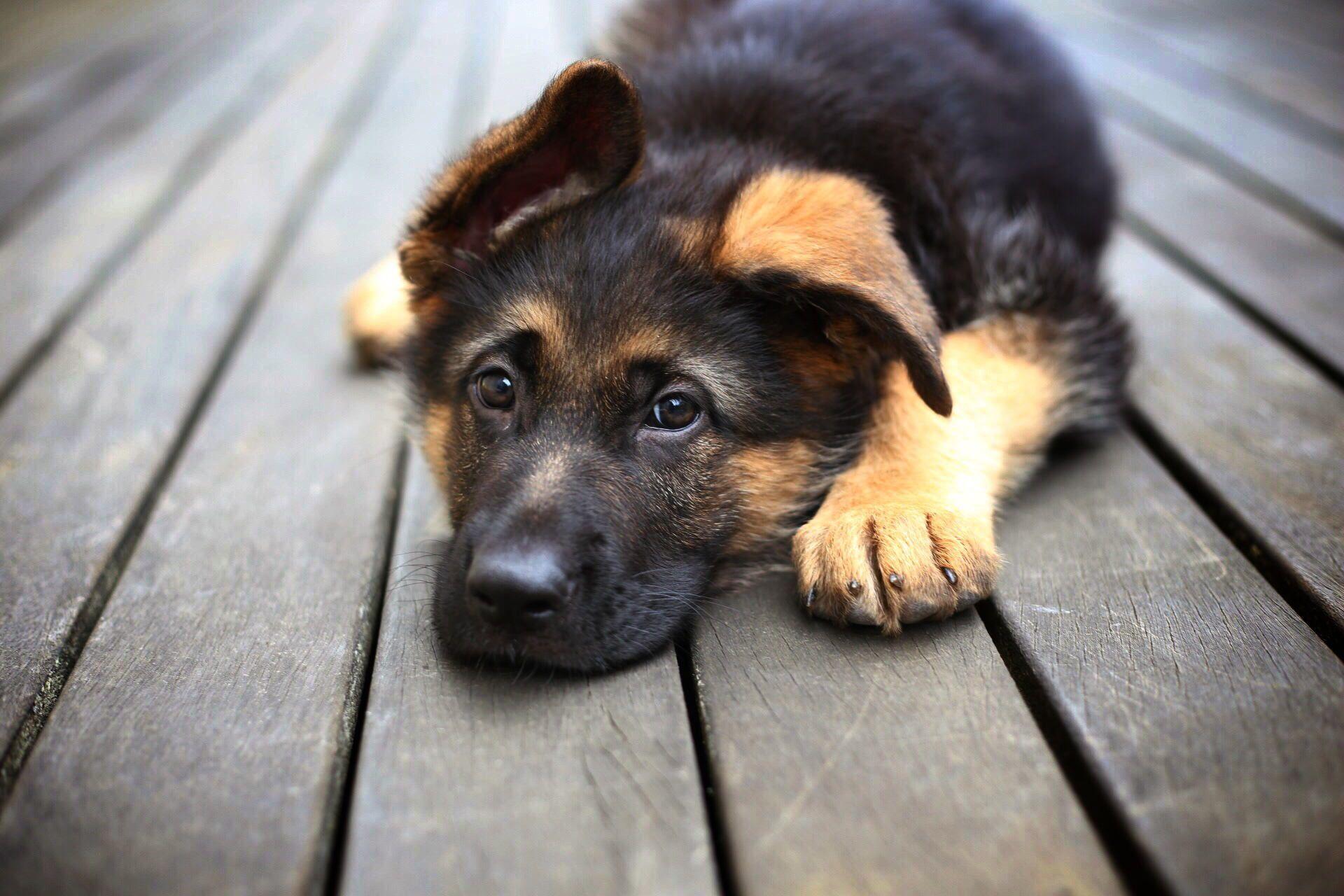 1920x1280 Cool Dogs Wallpaper