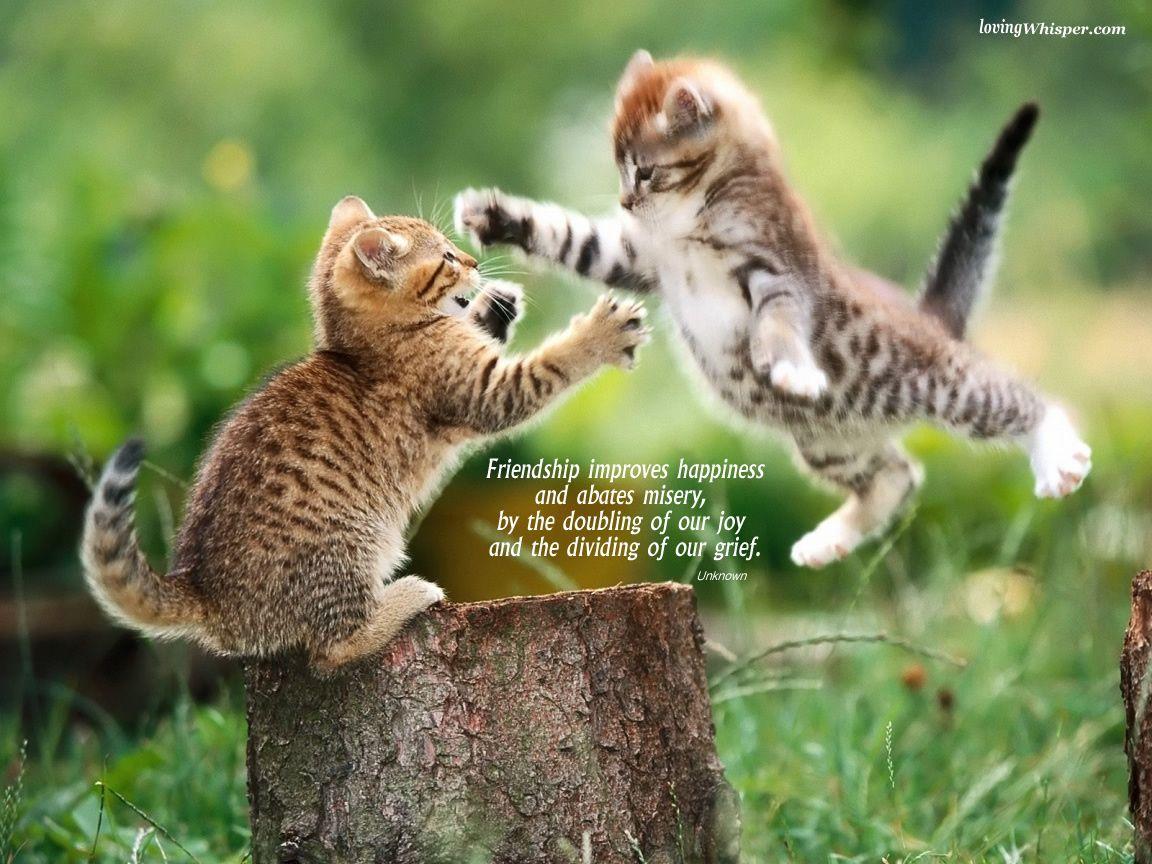 1152x864 Cute Animal Pics, Interesting Cute Animal HDQ Image