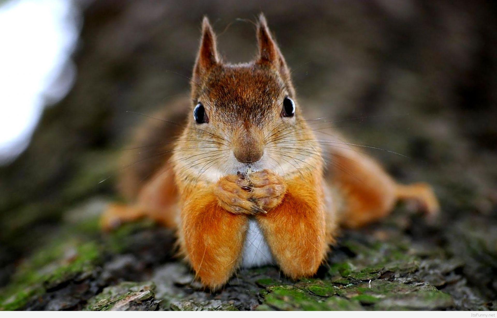 1920x1227 Top Funny Animals Wallpaper HD