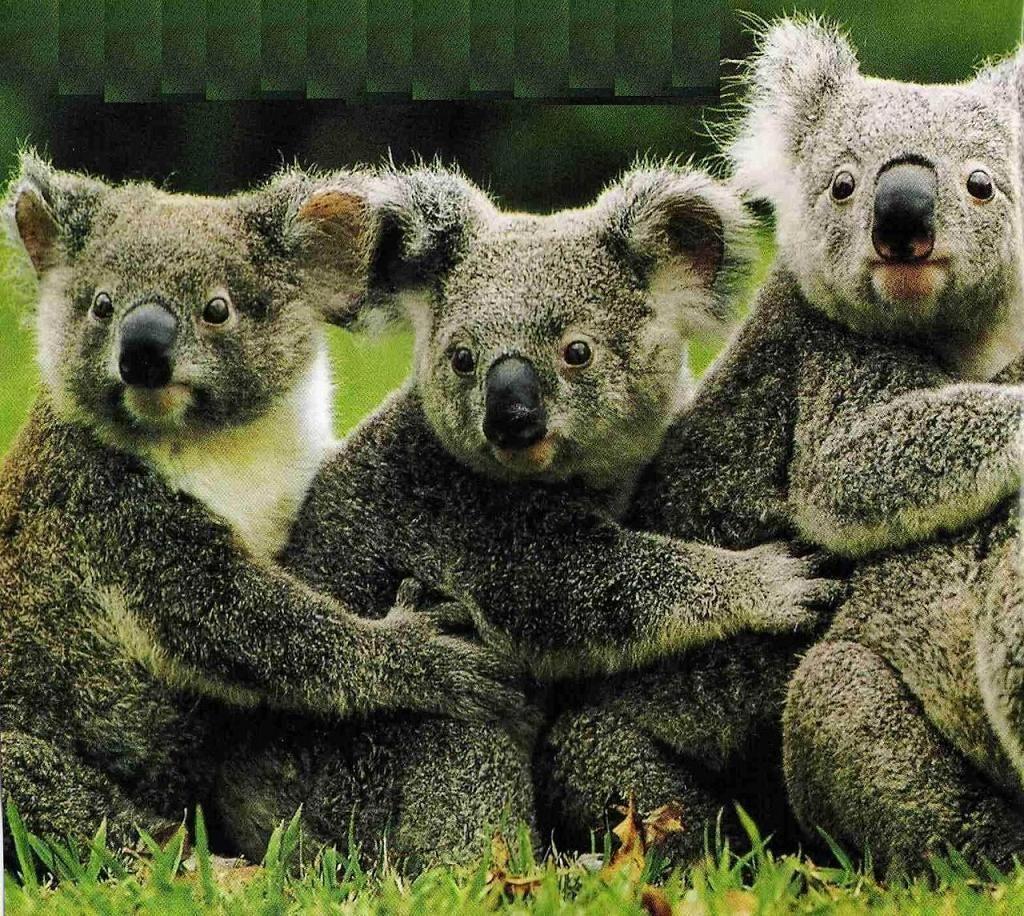 1024x916 koala bear. home koala bear koala bears animal picture pics