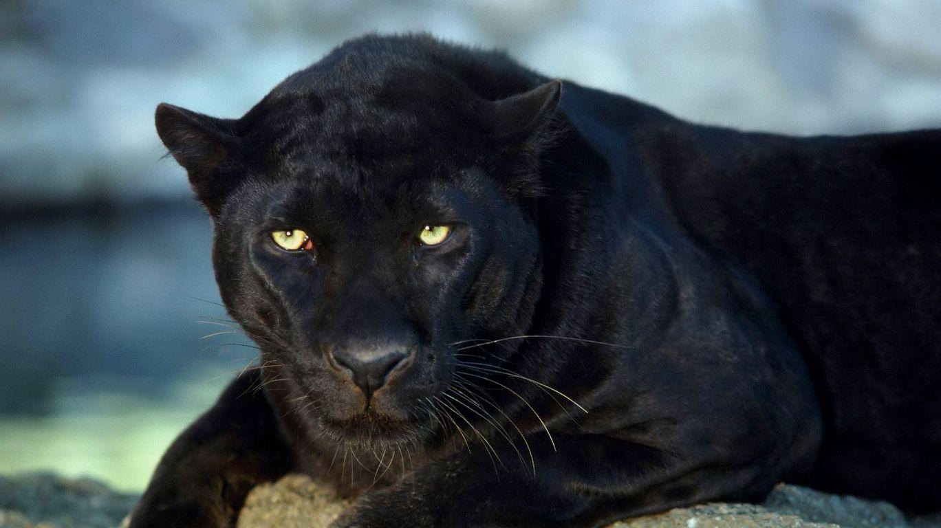 1368x768 Black Jaguar Wallpaper