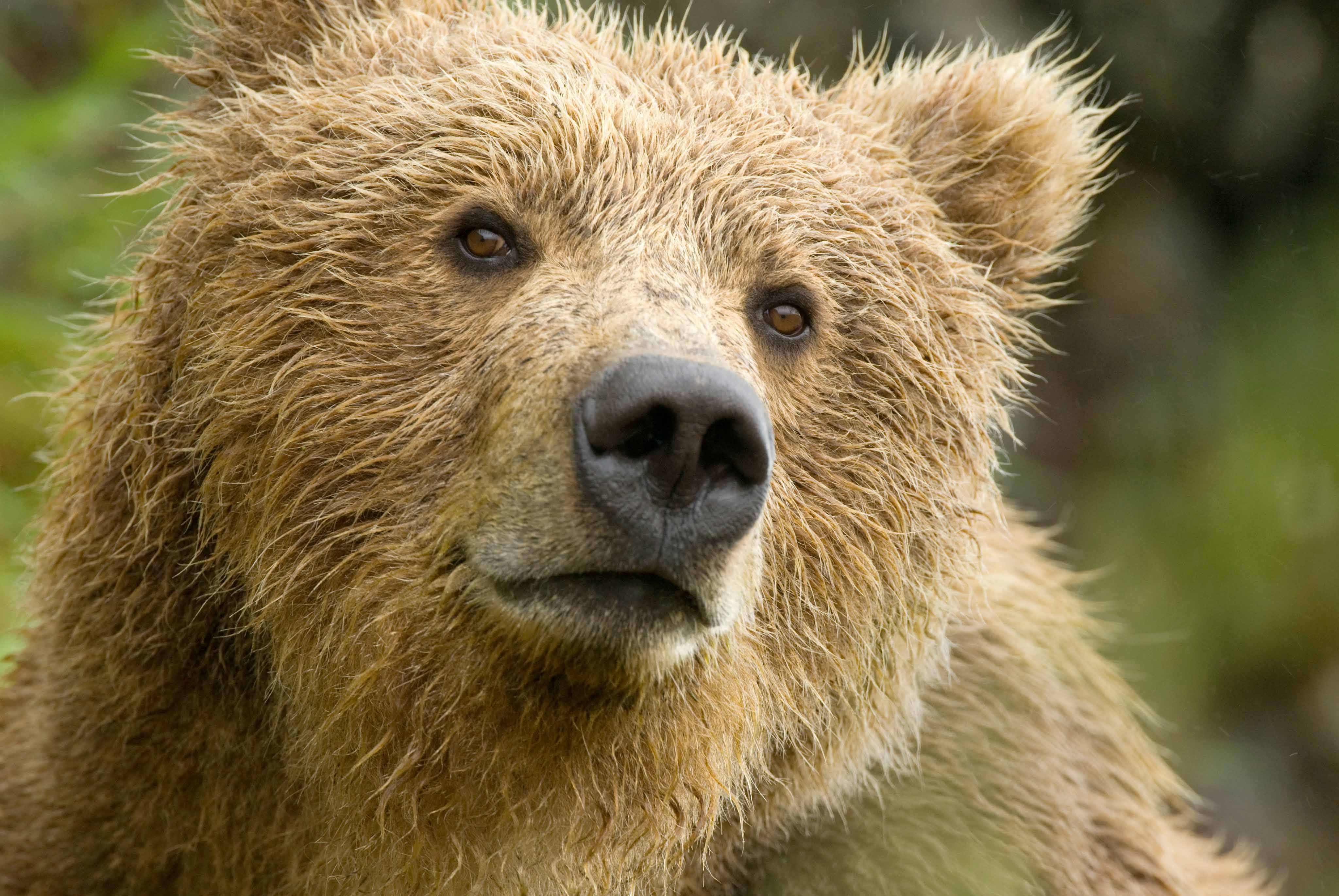 Super Cool Animal Wallpapers - Top Free Super Cool Animal Backgrounds