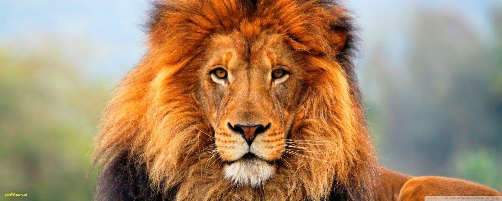 1600x640 Lion 4k HD Desktop Wallpaper for Wide Ultra Widescreen Best Of Lion