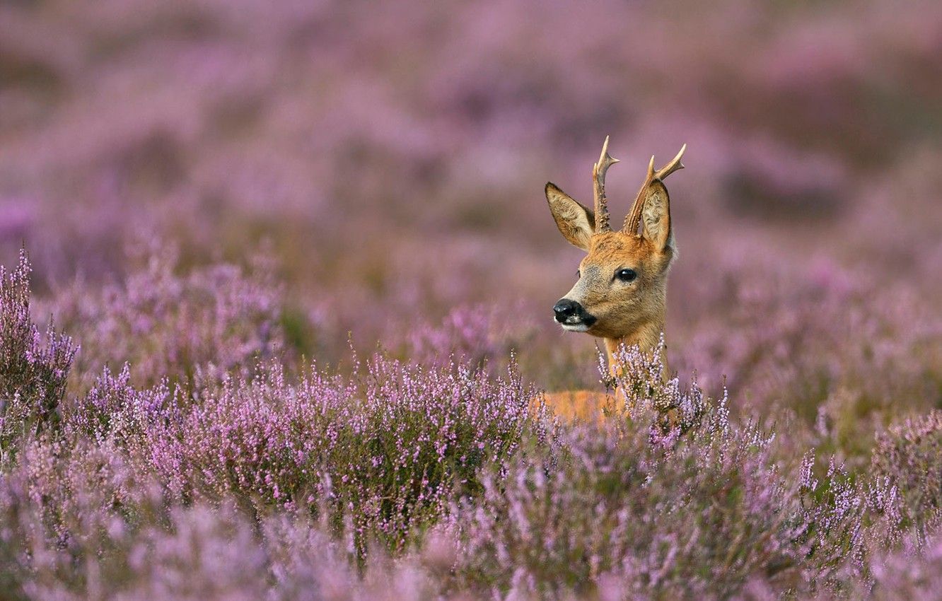 Roe Deer Wallpapers - Top Free Roe Deer Backgrounds - WallpaperAccess