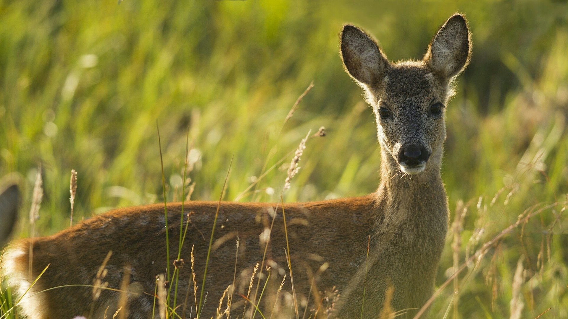 Roe Deer Wallpapers - Top Free Roe Deer Backgrounds - WallpaperAccess