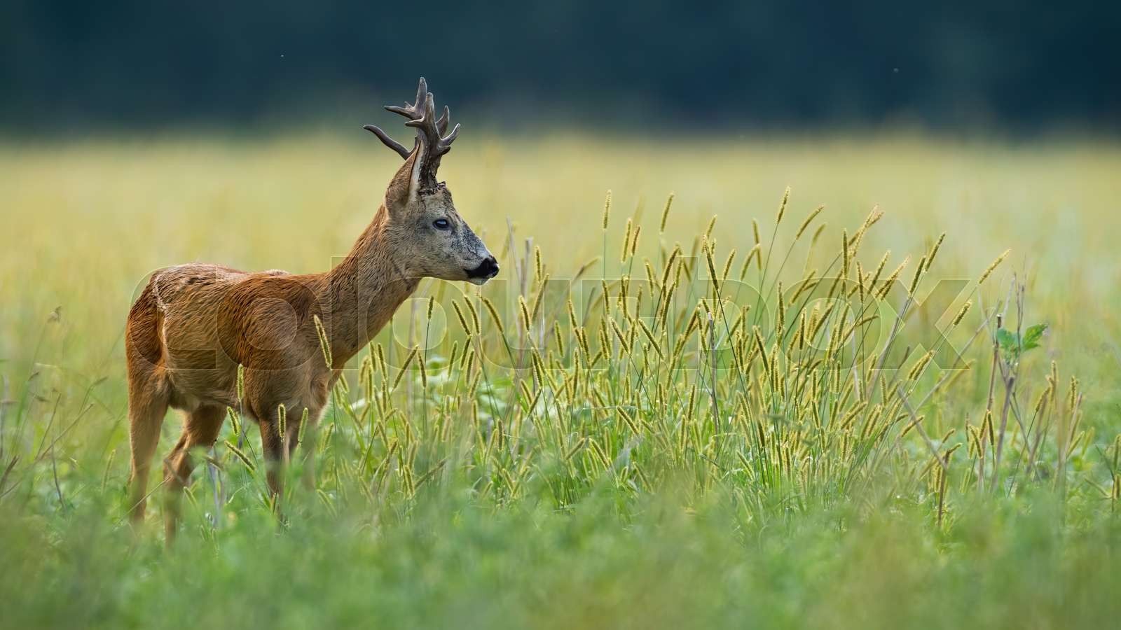 Roe Deer Wallpapers - Top Free Roe Deer Backgrounds - WallpaperAccess