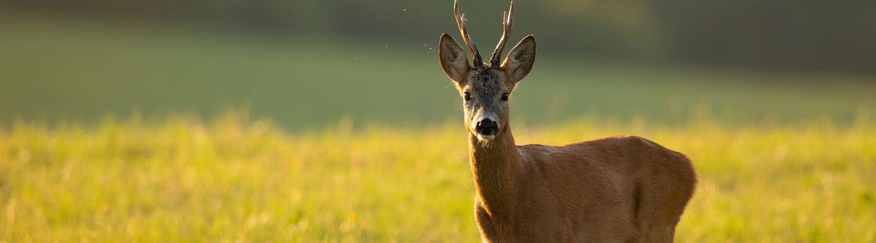 Roe Deer Wallpapers - Top Free Roe Deer Backgrounds - WallpaperAccess