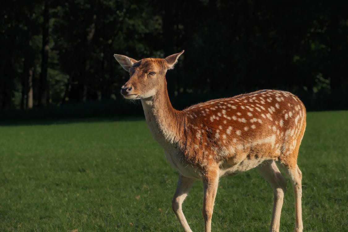 Roe Deer Wallpapers - Top Free Roe Deer Backgrounds - WallpaperAccess