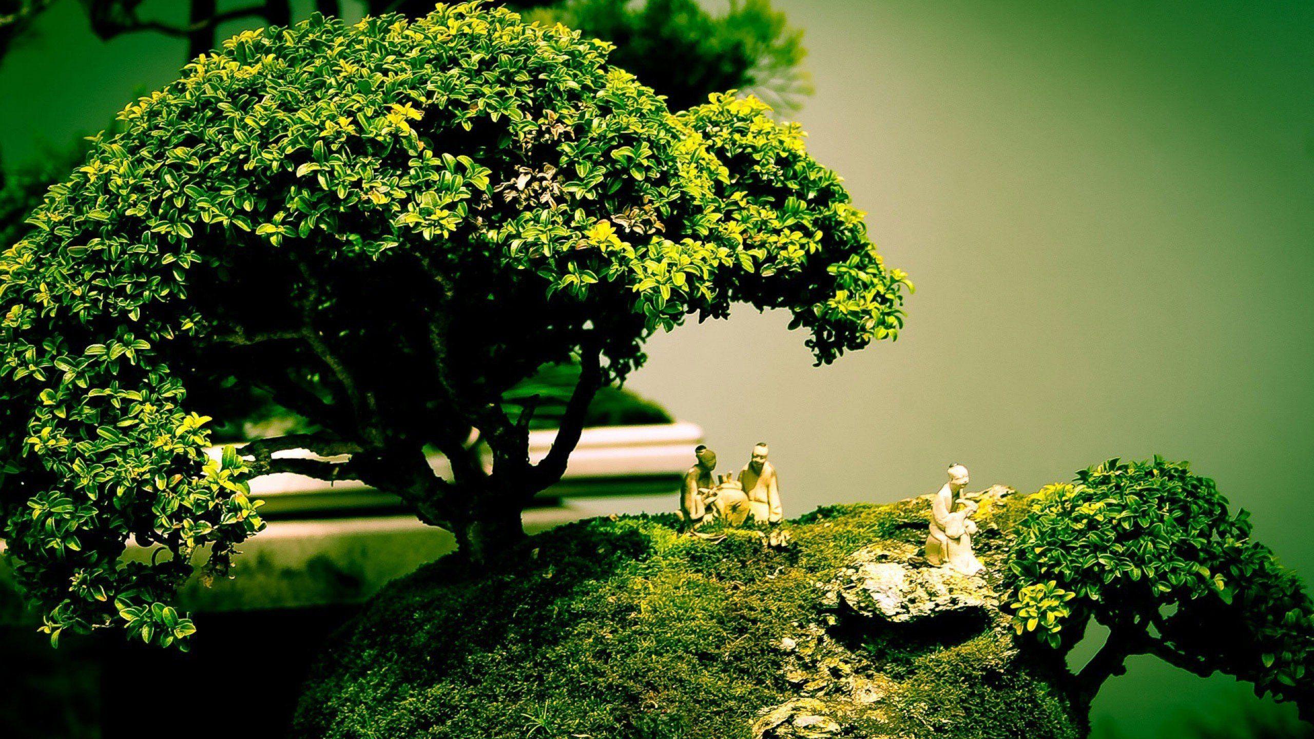 2560x1440 Bonsai tree cool image desktop nature widescreen screen