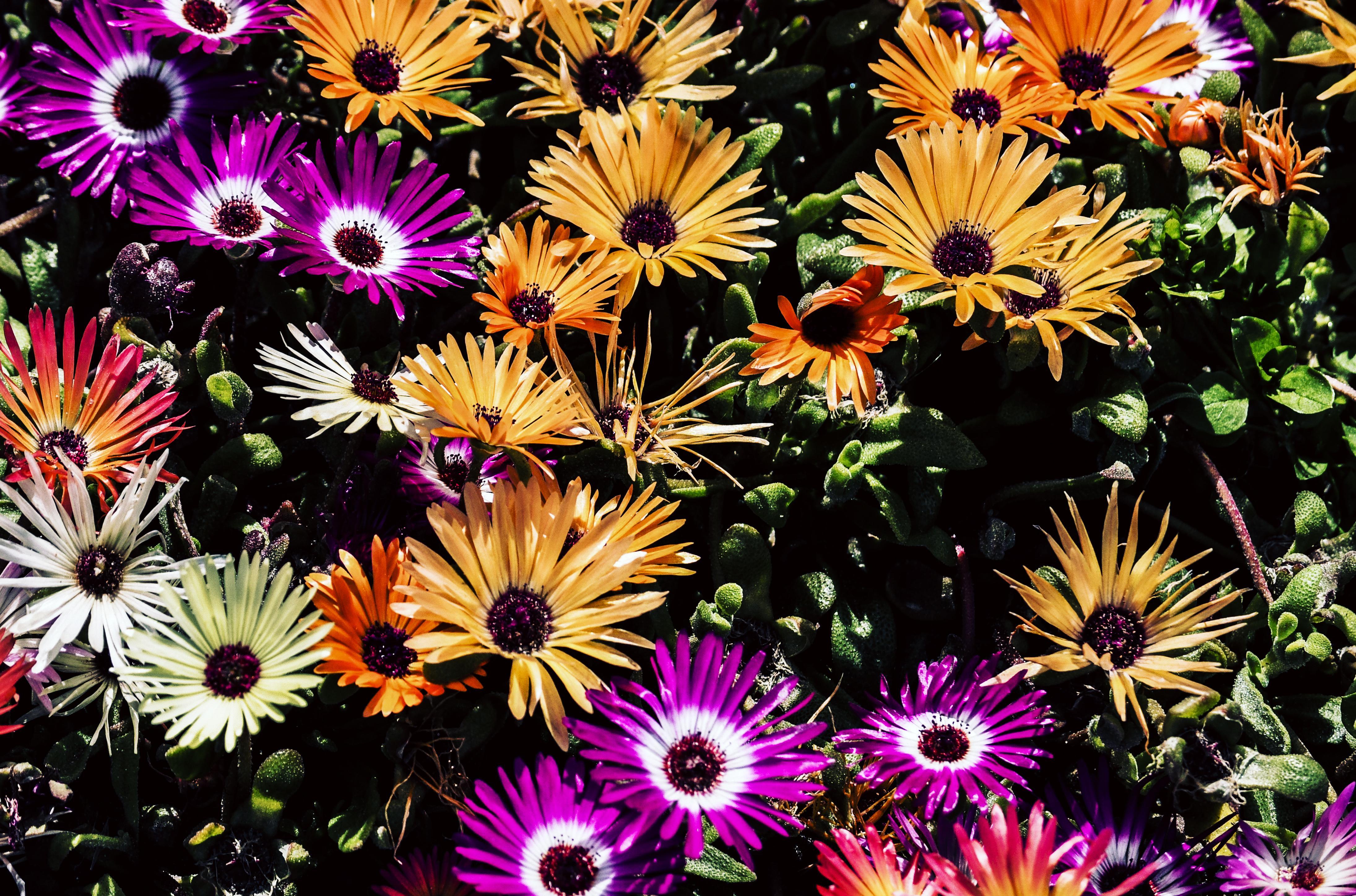 4381x2896 garden 4K wallpaper for your desktop or mobile screen free
