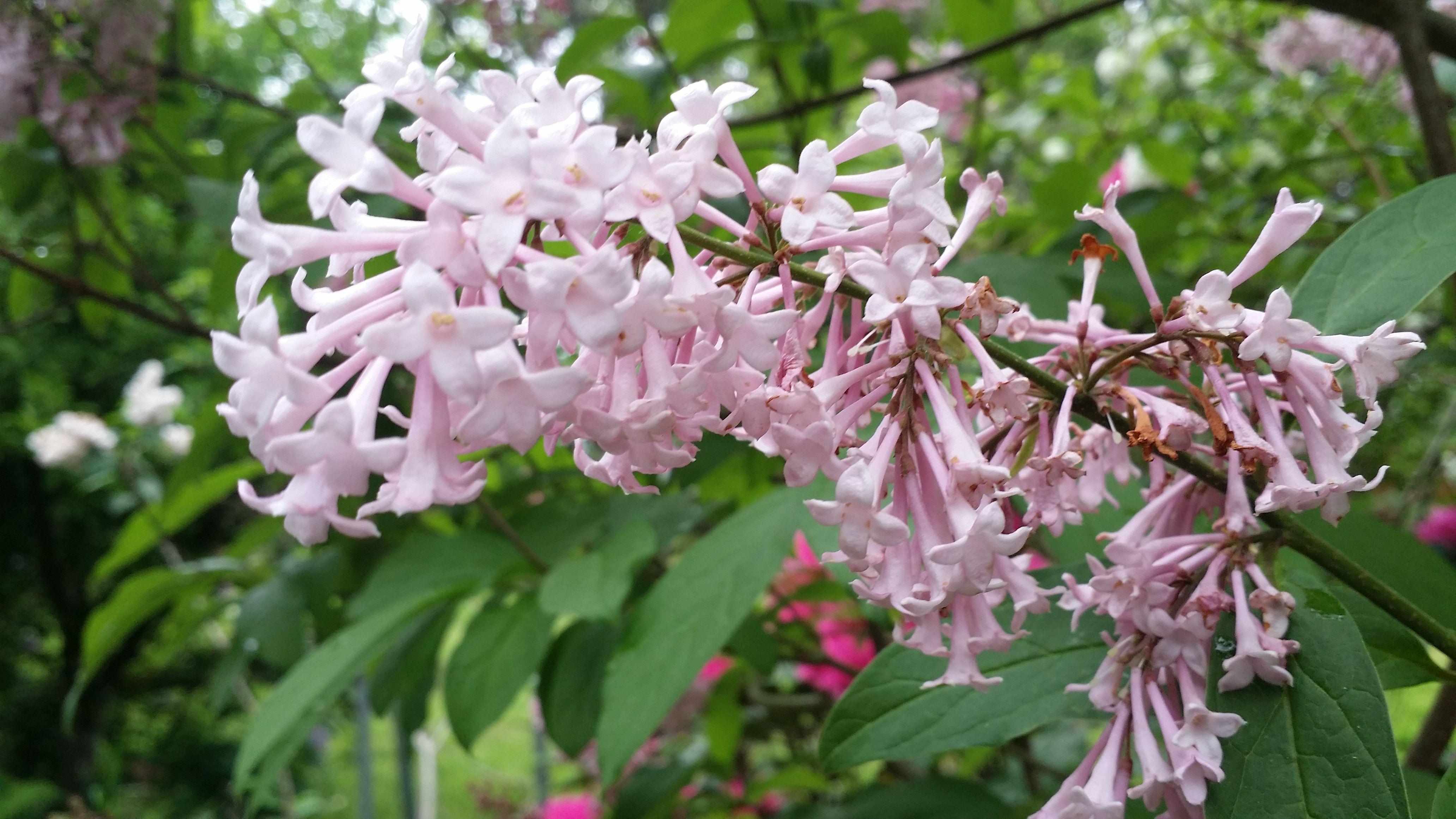 4128x2322 Spring in the garden.. Super HD Wallpaper