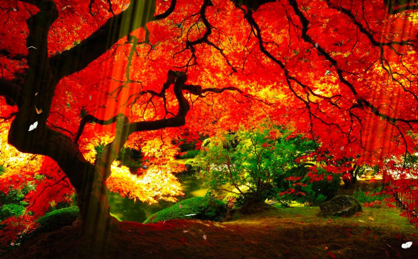 1381x856 Garden Screen Wallpaper