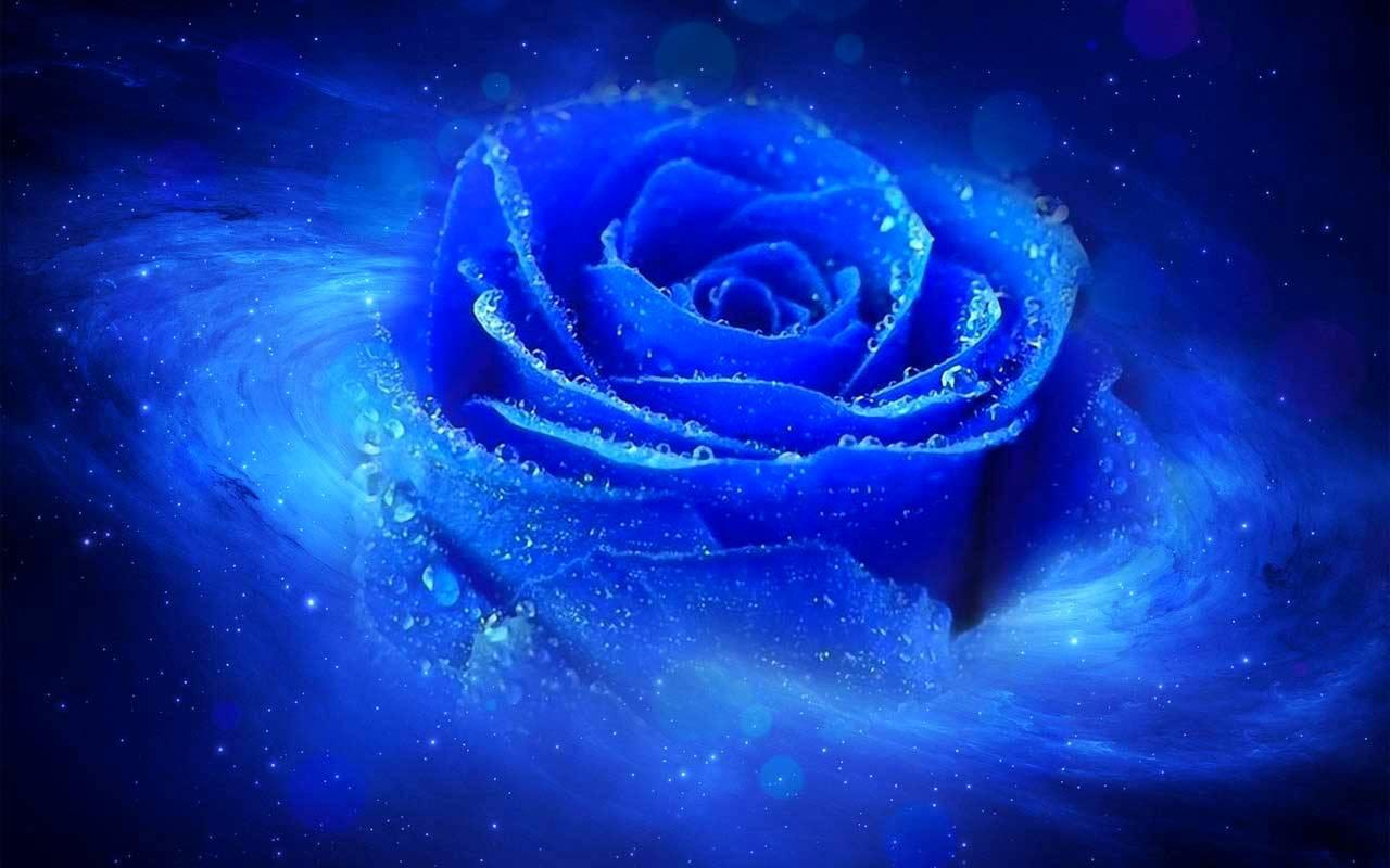1280x800 Cool Flower Wallpaper: Image for Gt Cool Flowers Wallpaper