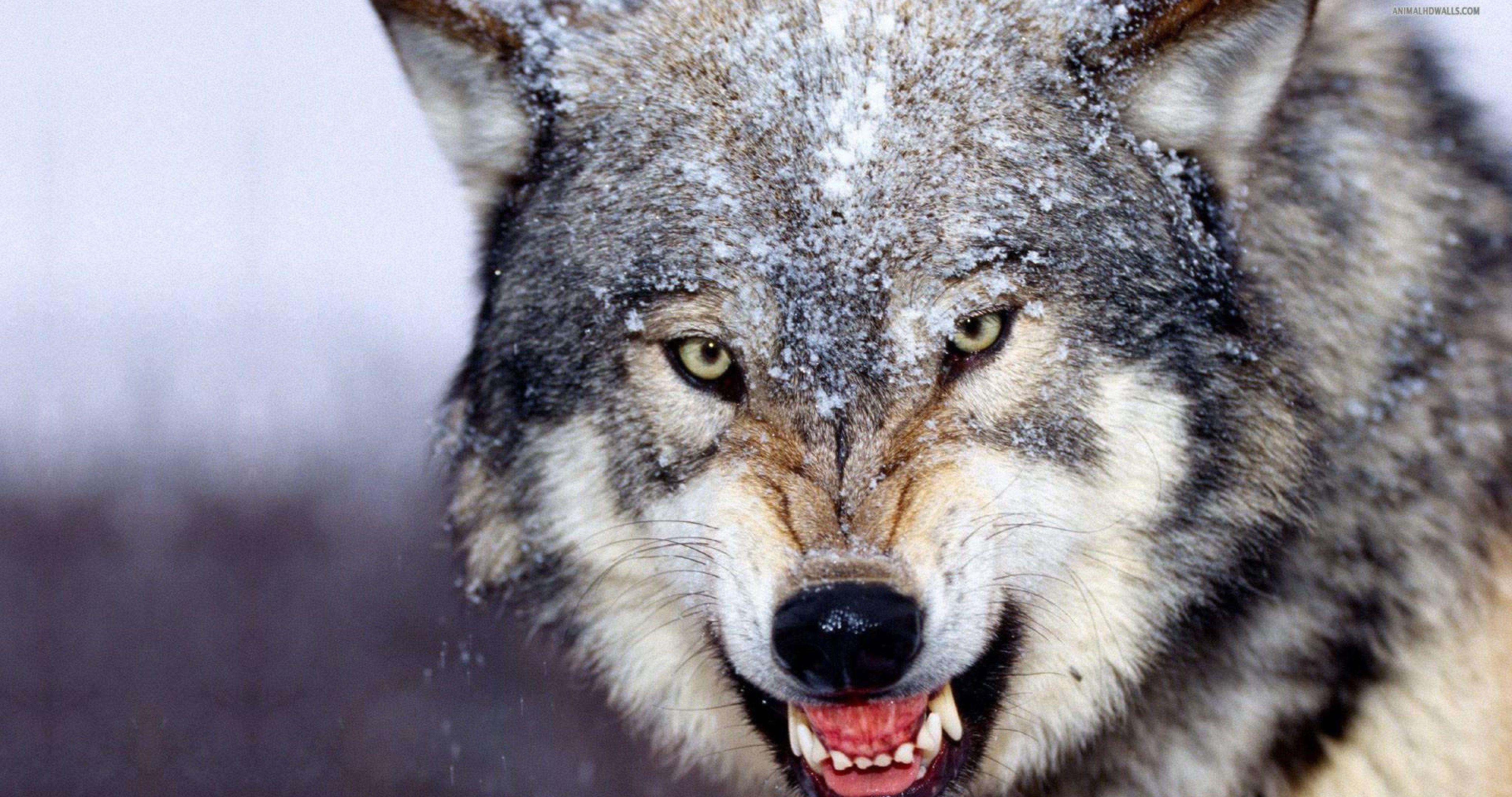 4K Ultra HD Wolf Wallpapers Top Free 4K Ultra HD Wolf Backgrounds 