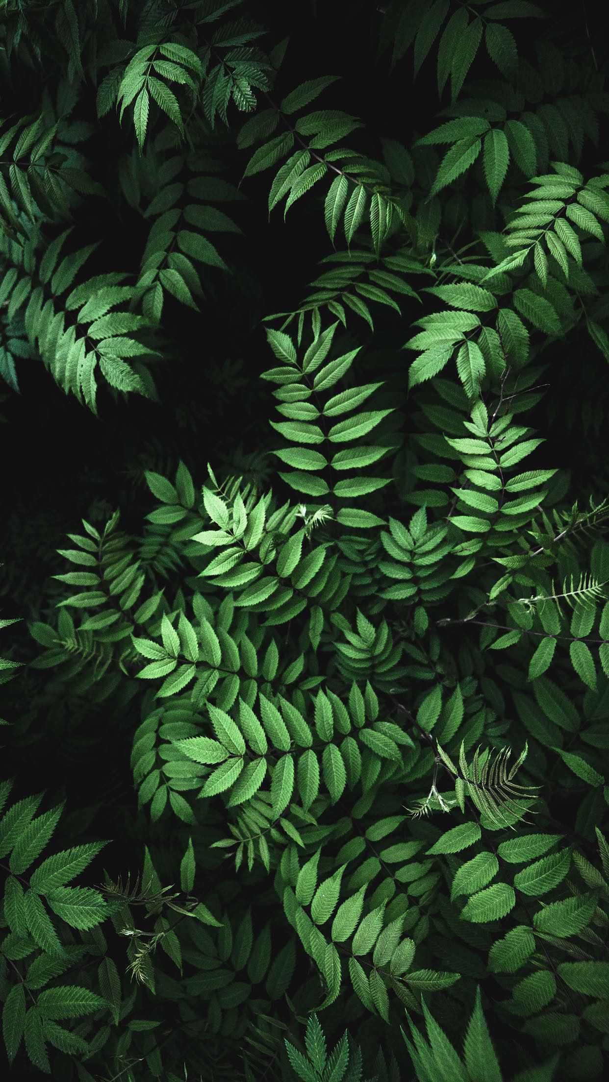 1242x2208 Ecett: wallpaper iphone8: TOP Wallpaper for iPhone 8