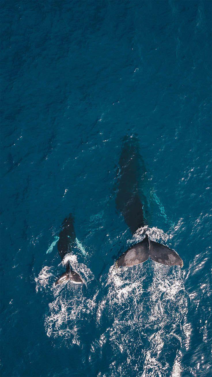 736x1308 Blue Wallpaper for your Blue iPhone XR