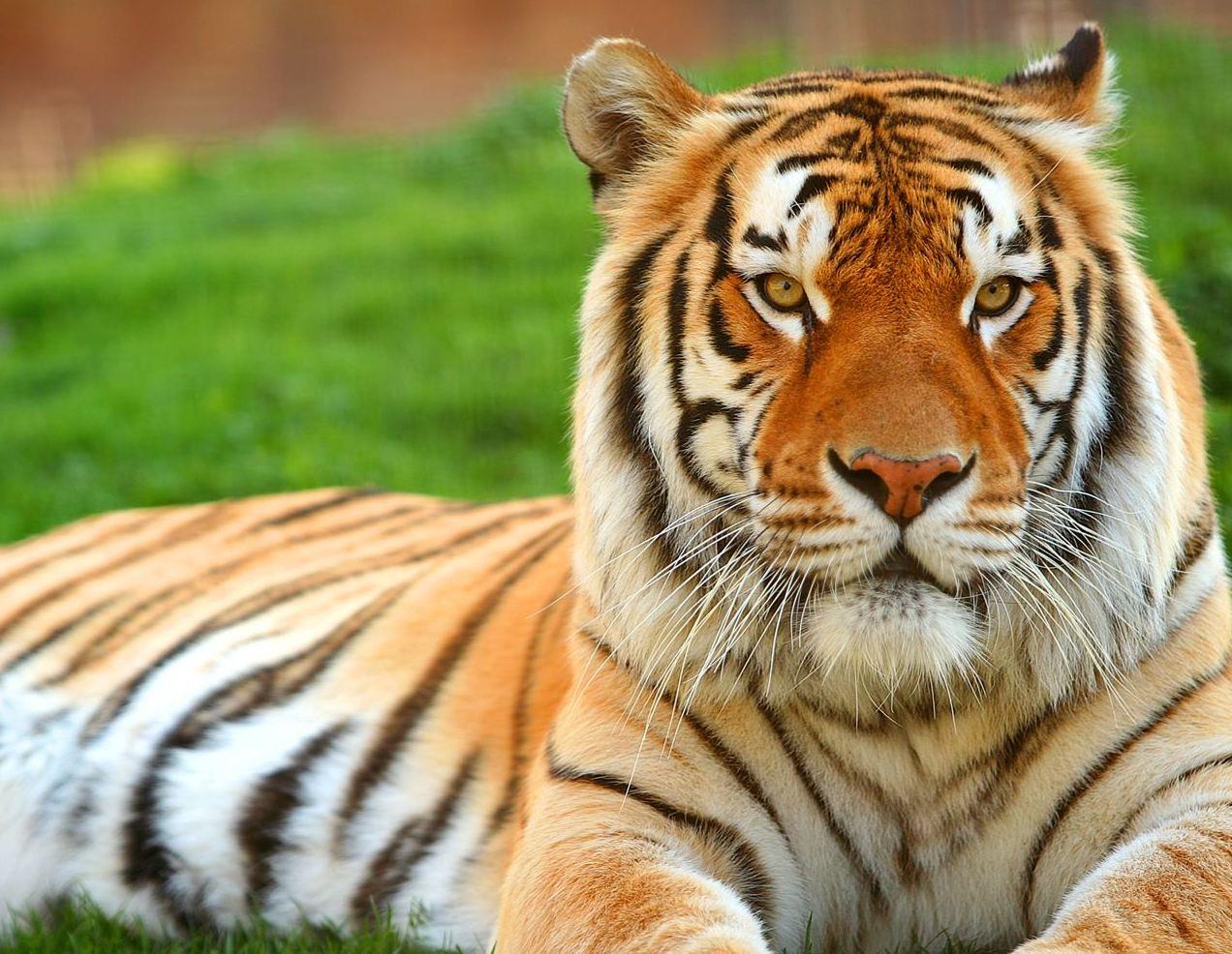 1272x986 Free Tiger Wallpaper For Desktop