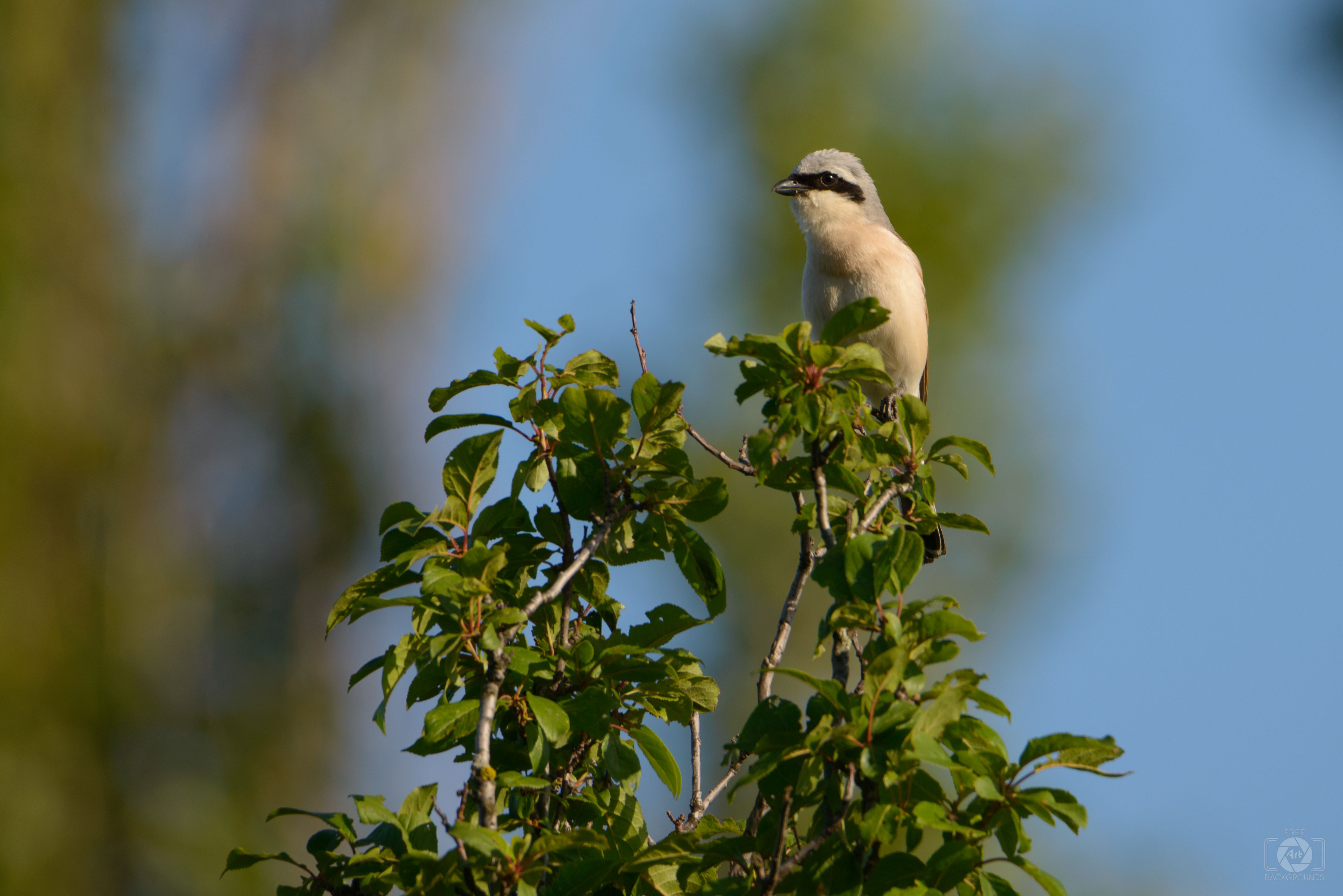 4517x3015 Red Backed Shrike Background
