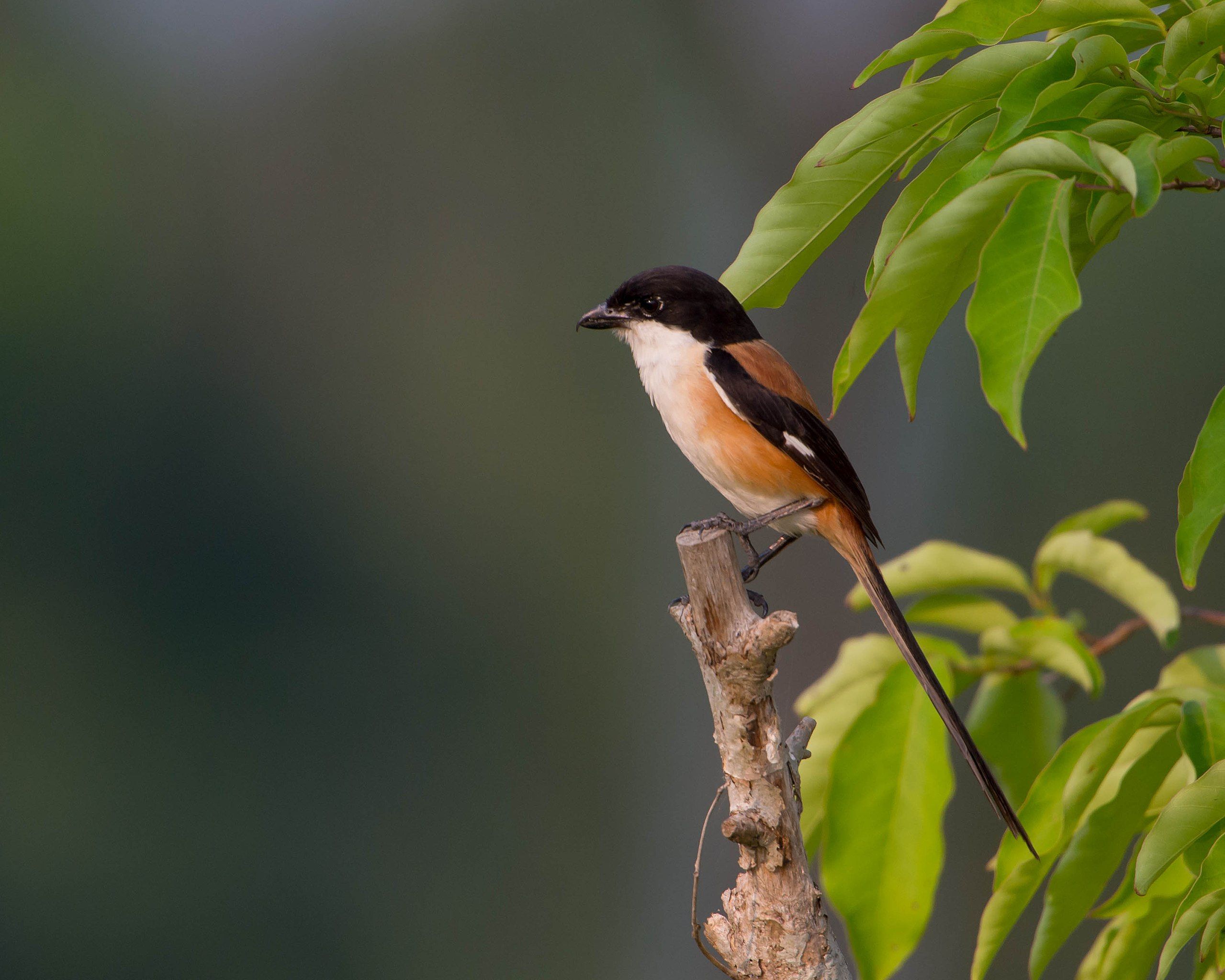 2559x2048 Long Tailed Shrike (Lanius Schach)