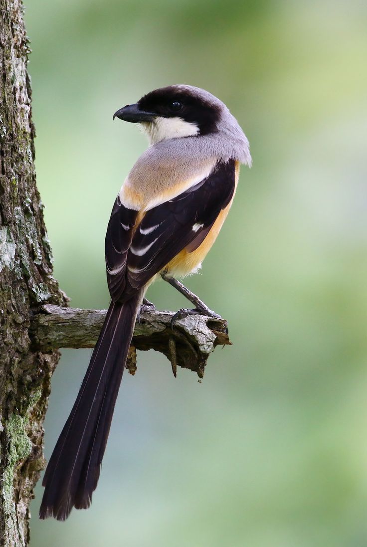 736x1097 Beautiful birds, Pretty birds, Exotic birds