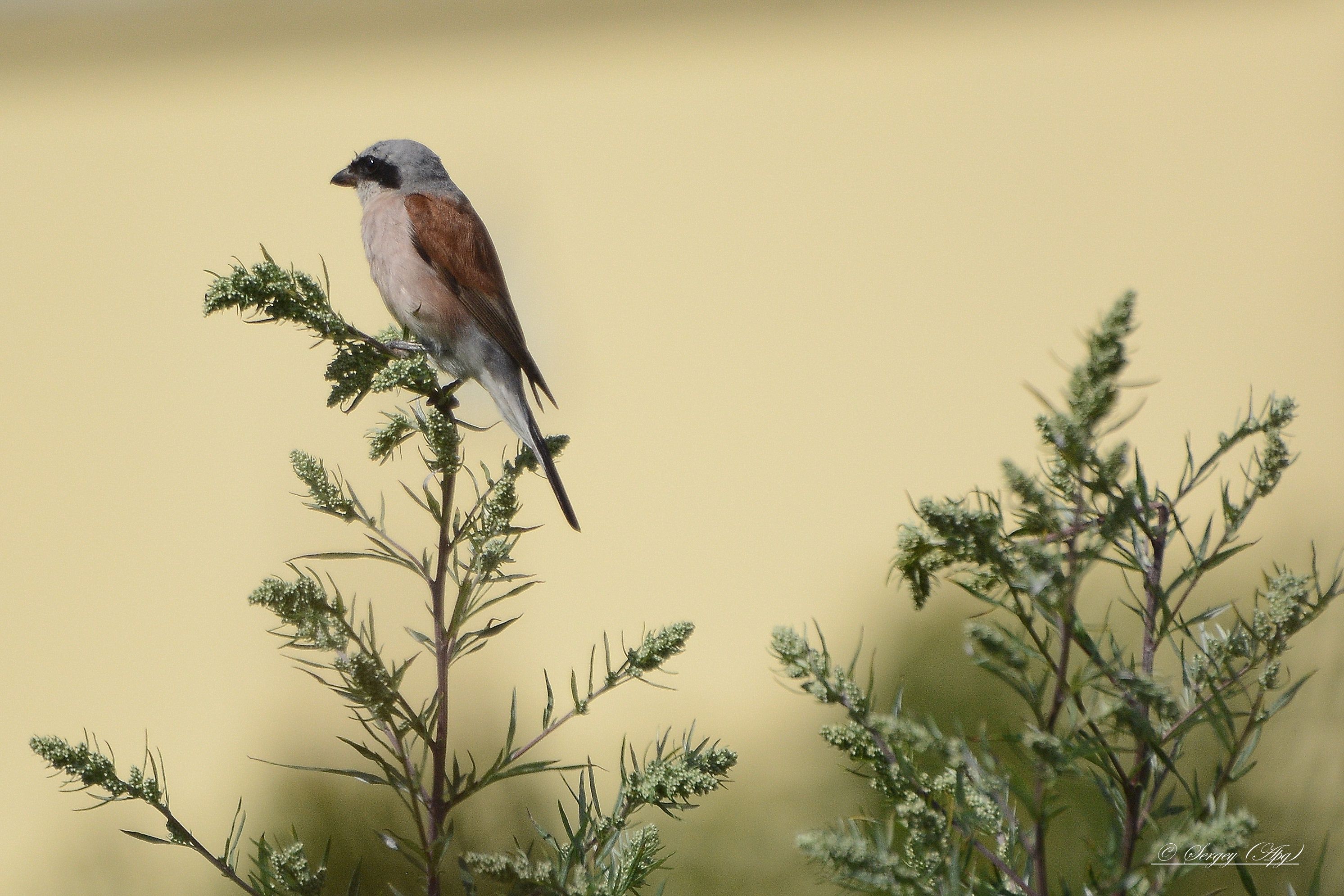 2985x1990 Loggerhead Shrike Wallpaper