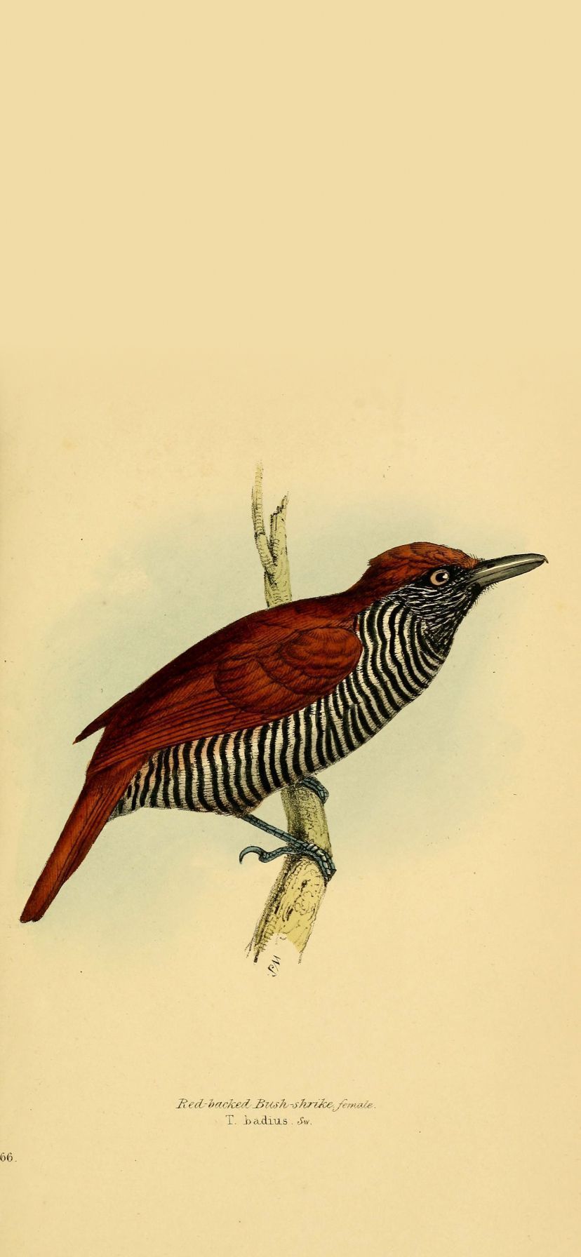 828x1792 Chestnut Backed Antshrike