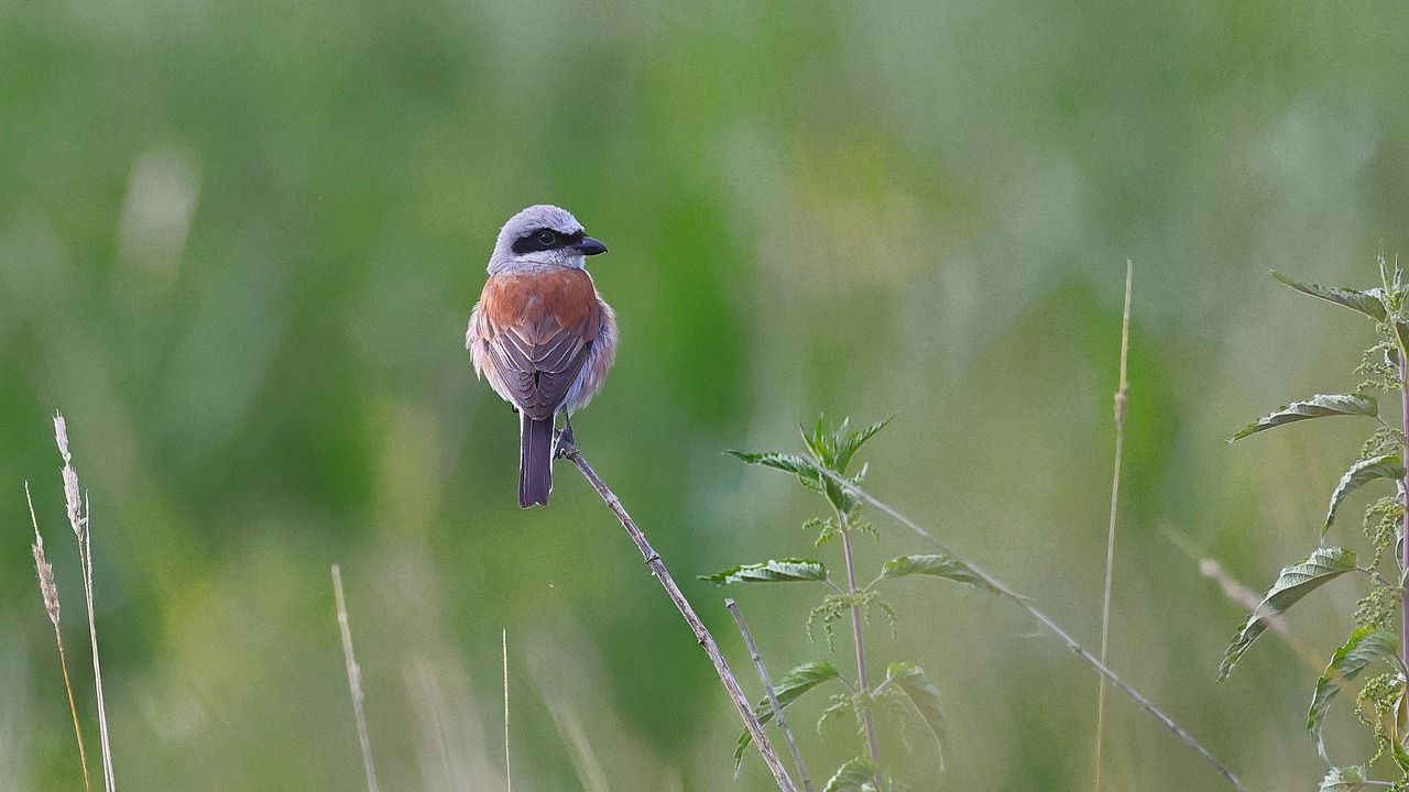 1280x720 Bird Red Backed Shrike Perched