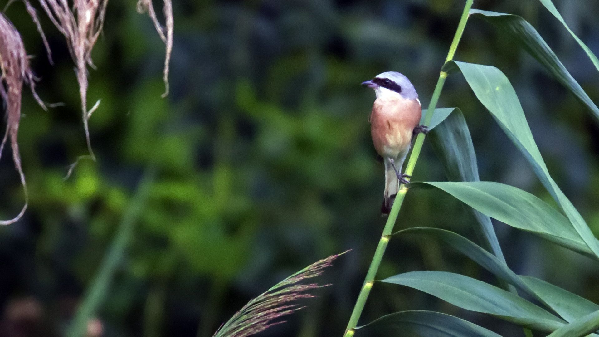 1920x1080 Red Backed Shrike, Lanius Collurio