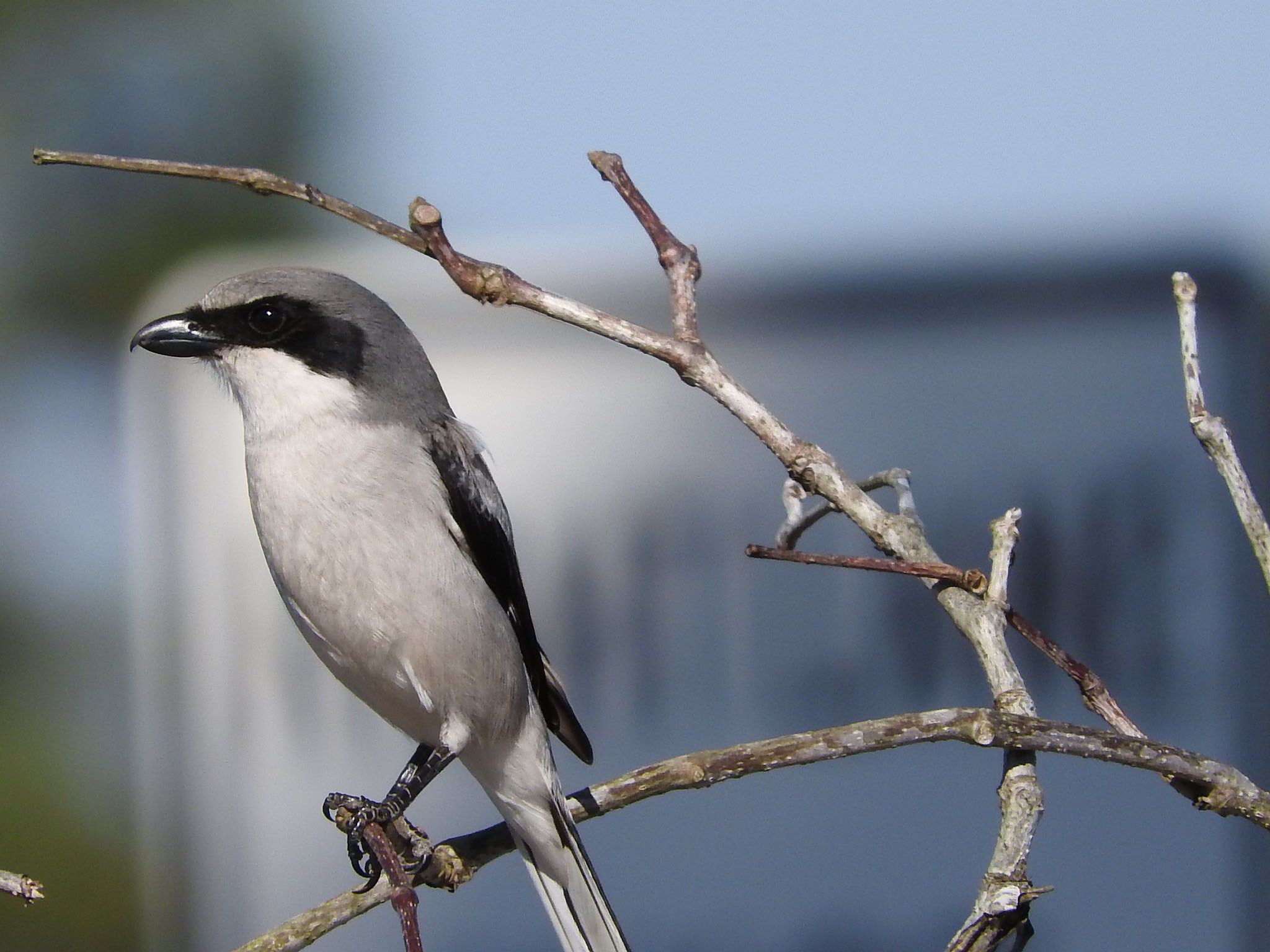 2048x1536 Loggerhead Shrike